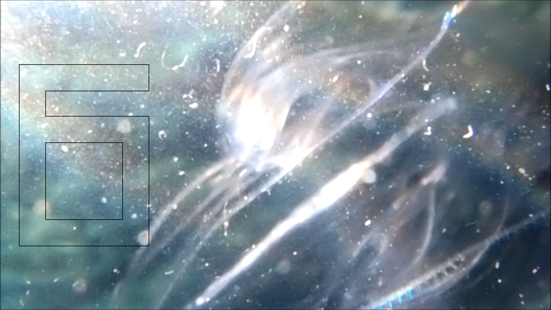 2022-04-14 Am Strand und im Wasser (Quallenvideo, Stills & Numbers) (Typo Grafik, Video)