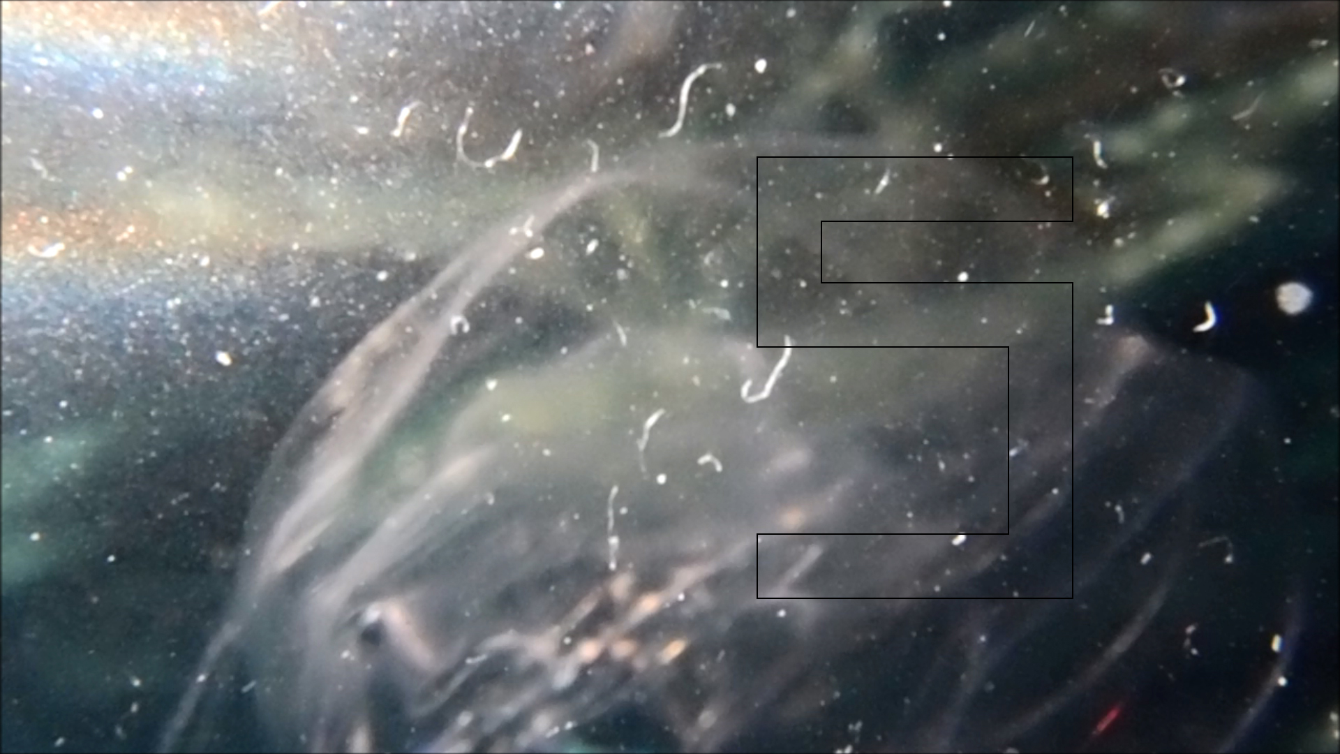 2022-04-14 Am Strand und im Wasser (Quallenvideo, Stills & Numbers) (Typo Grafik, Video)