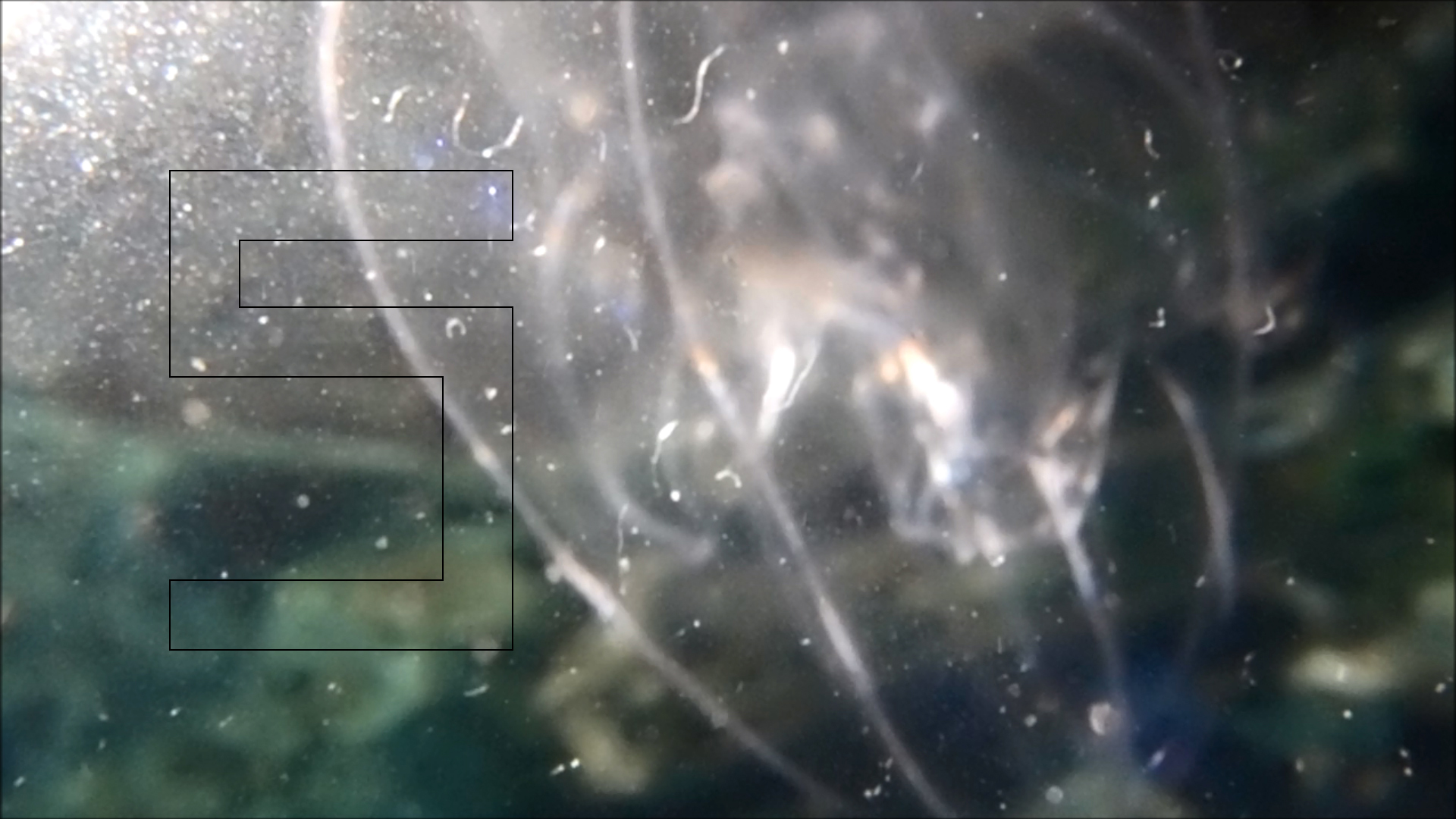 2022-04-14 Am Strand und im Wasser (Quallenvideo, Stills & Numbers) (Typo Grafik, Video)