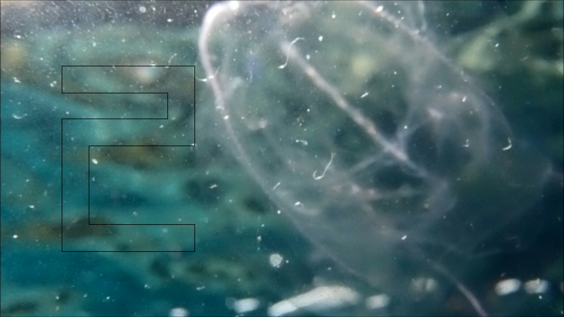 2022-04-14 Am Strand und im Wasser (Quallenvideo, Stills & Numbers) (Typo Grafik, Video)