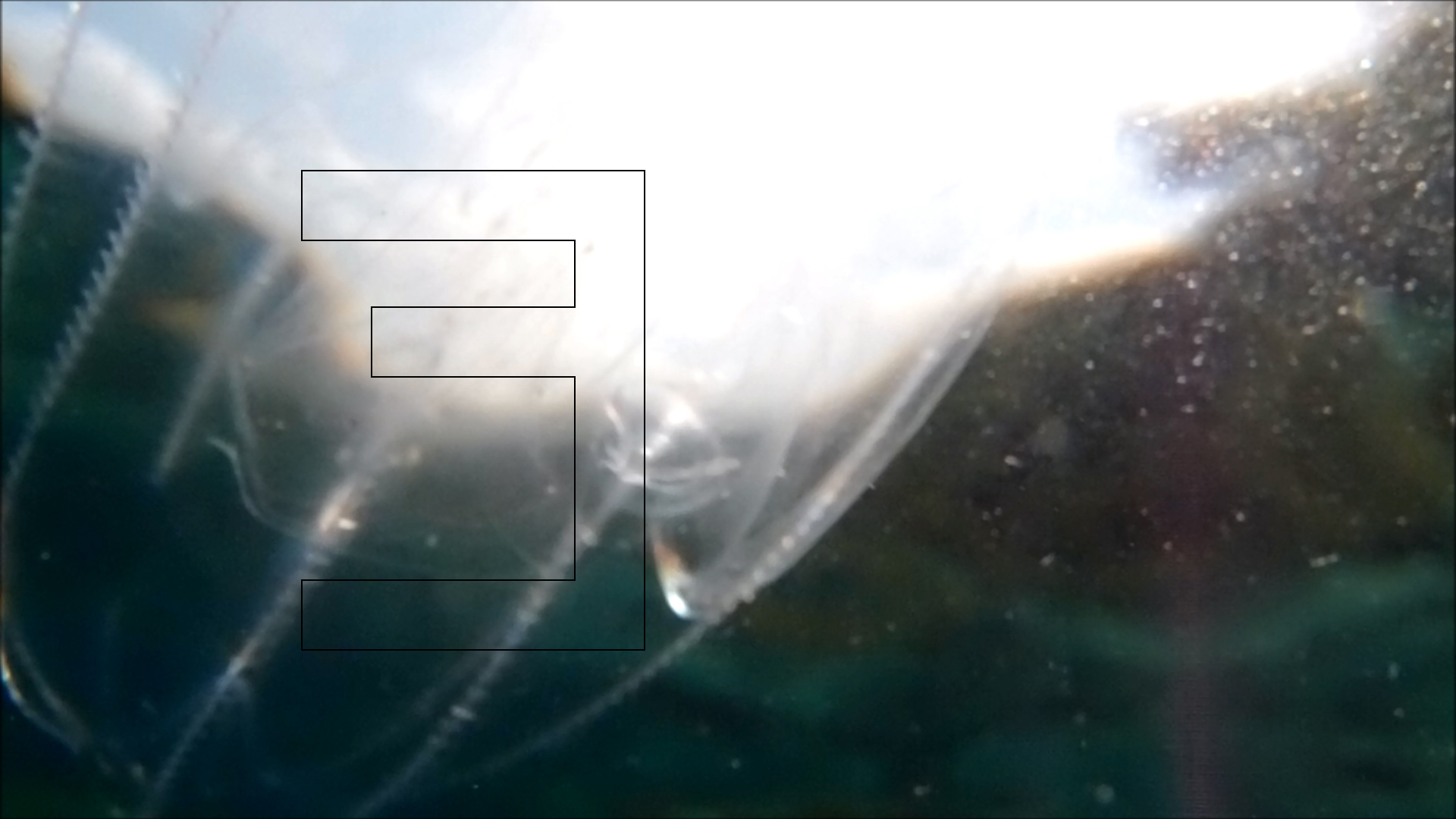 2022-04-14 Am Strand und im Wasser (Quallenvideo, Stills & Numbers) (Typo Grafik, Video)