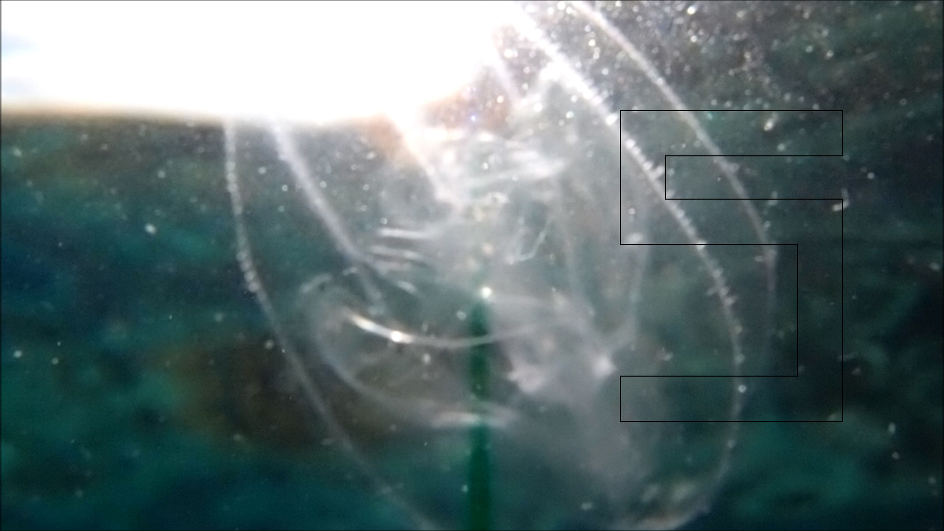 2022-04-14 Am Strand und im Wasser (Quallenvideo, Stills & Numbers) (Typo Grafik, Video)