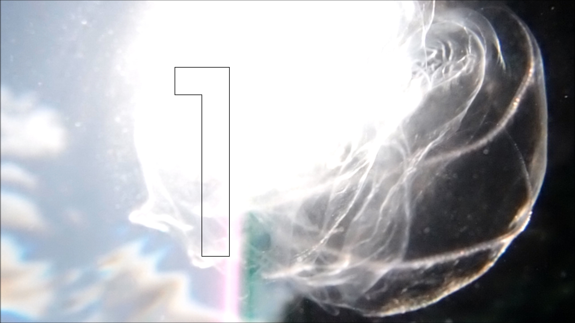 2022-04-14 Am Strand und im Wasser (Quallenvideo, Stills & Numbers) (Typo Grafik, Video)