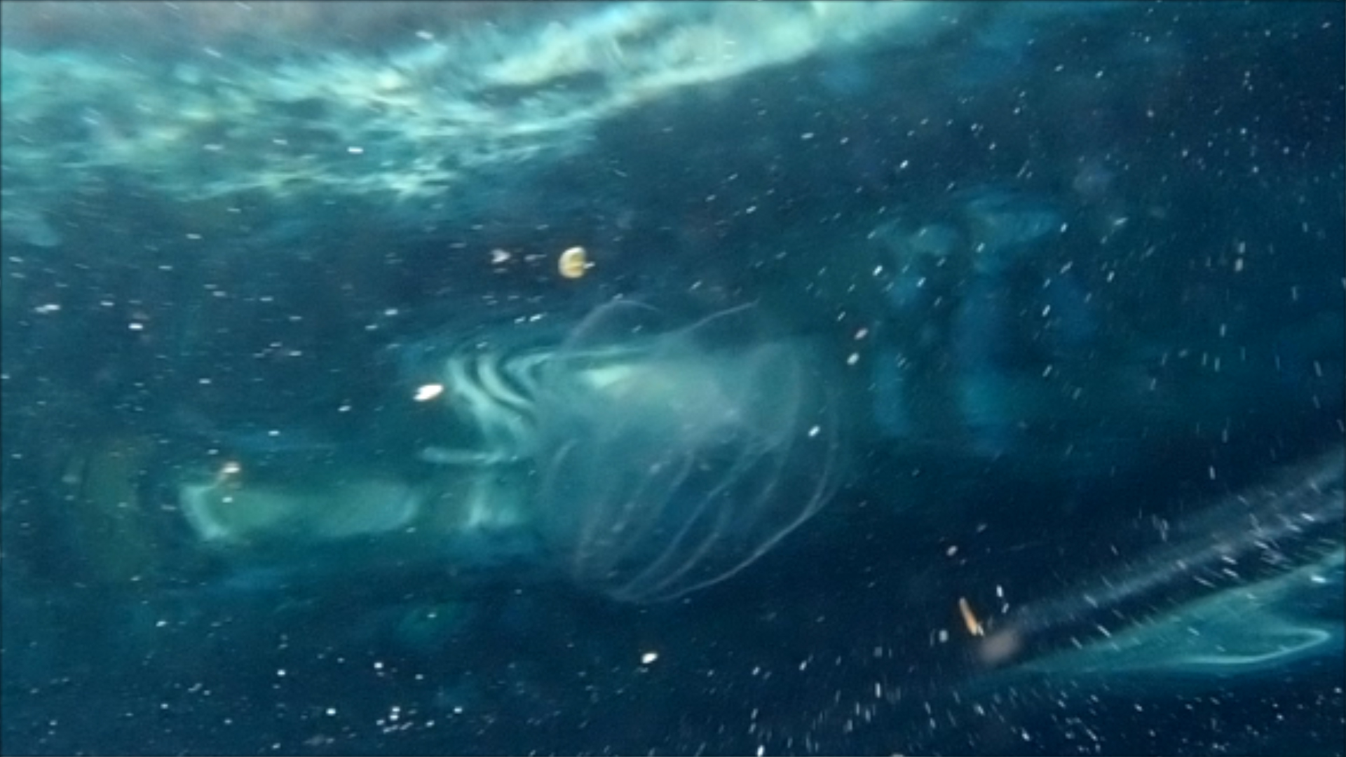 2022-04-14 Am Strand und im Wasser (Quallenvideo, Stills & Numbers) (Typo Grafik, Video)