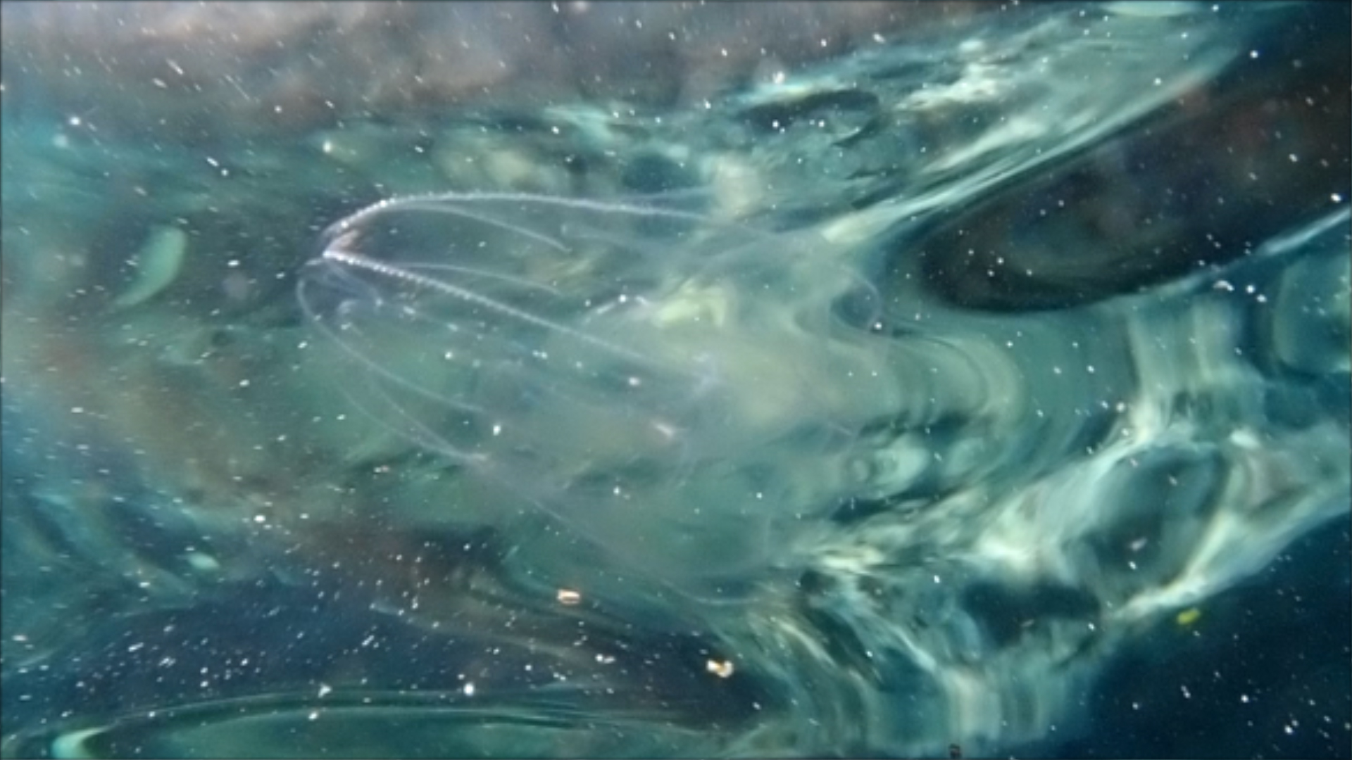 2022-04-14 Am Strand und im Wasser (Quallenvideo, Stills & Numbers) (Typo Grafik, Video)