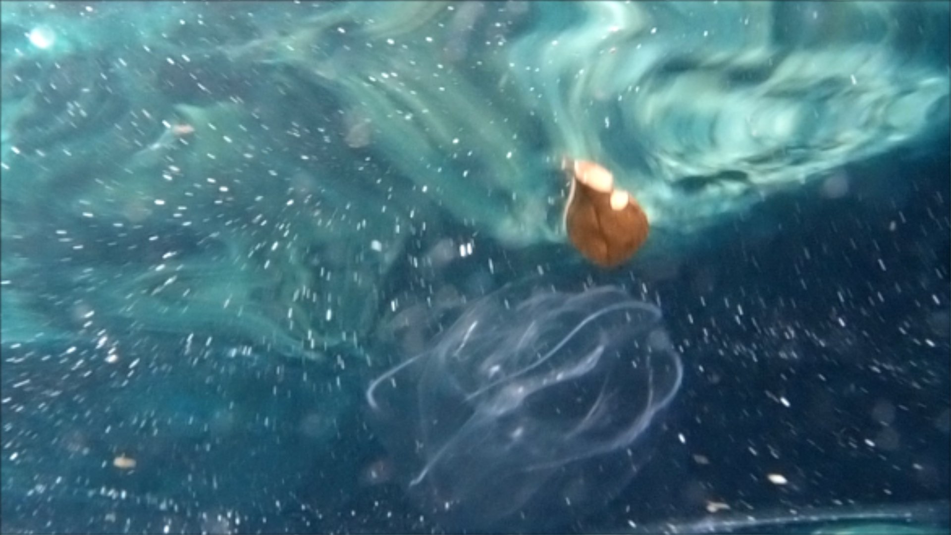 2022-04-14 Am Strand und im Wasser (Quallenvideo, Stills & Numbers) (Typo Grafik, Video)