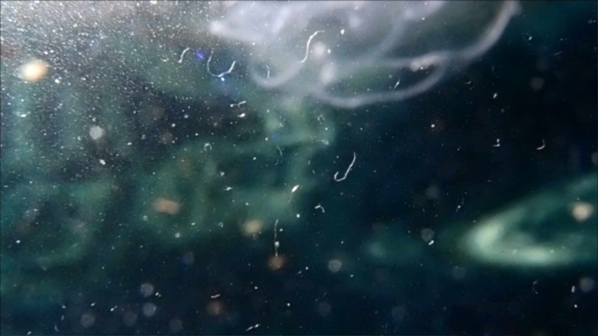 2022-04-14 Am Strand und im Wasser (Quallenvideo, Stills & Numbers) (Typo Grafik, Video)