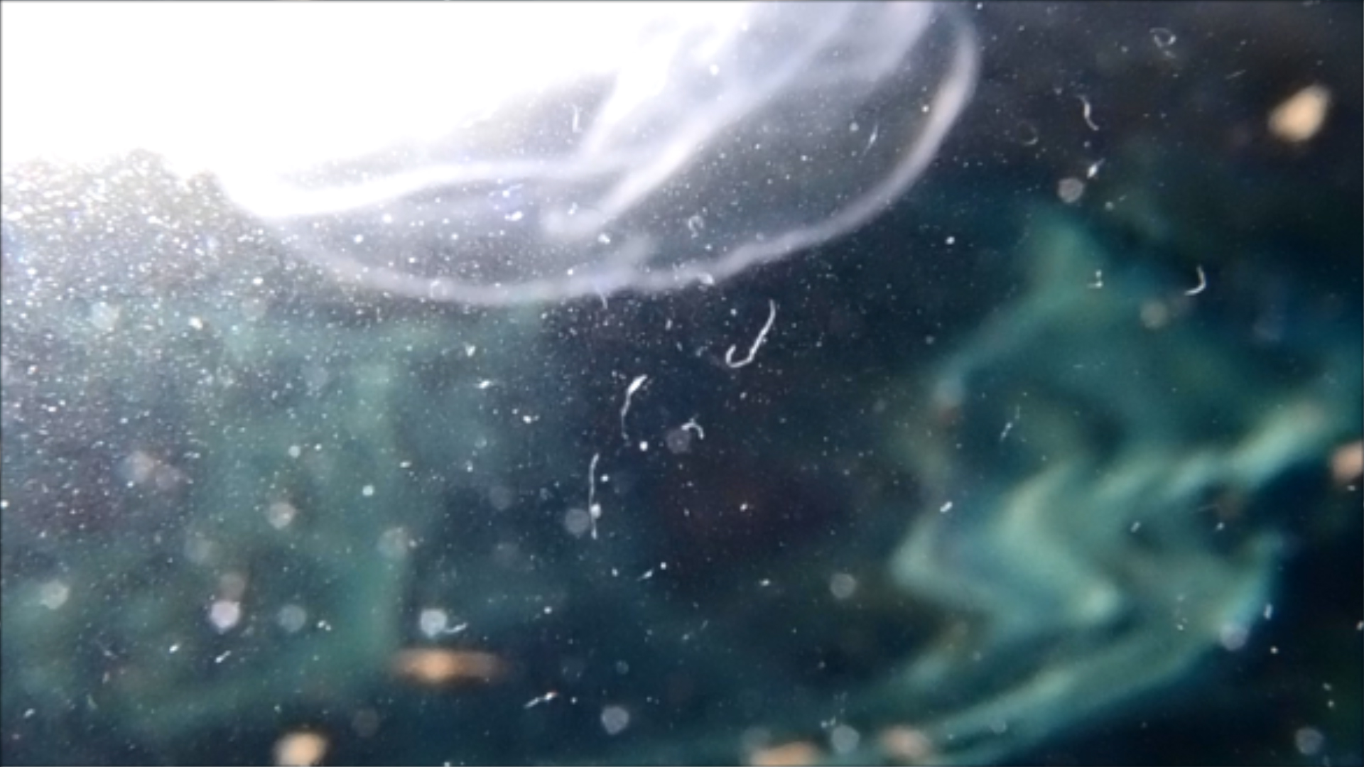 2022-04-14 Am Strand und im Wasser (Quallenvideo, Stills & Numbers) (Typo Grafik, Video)