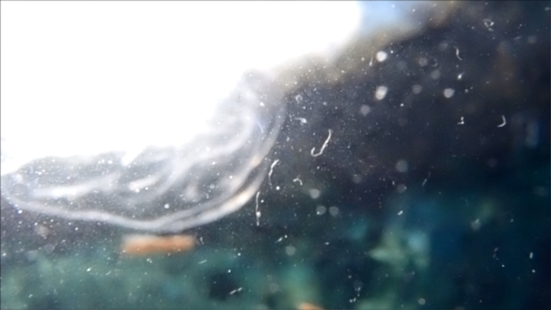 2022-04-14 Am Strand und im Wasser (Quallenvideo, Stills & Numbers) (Typo Grafik, Video)