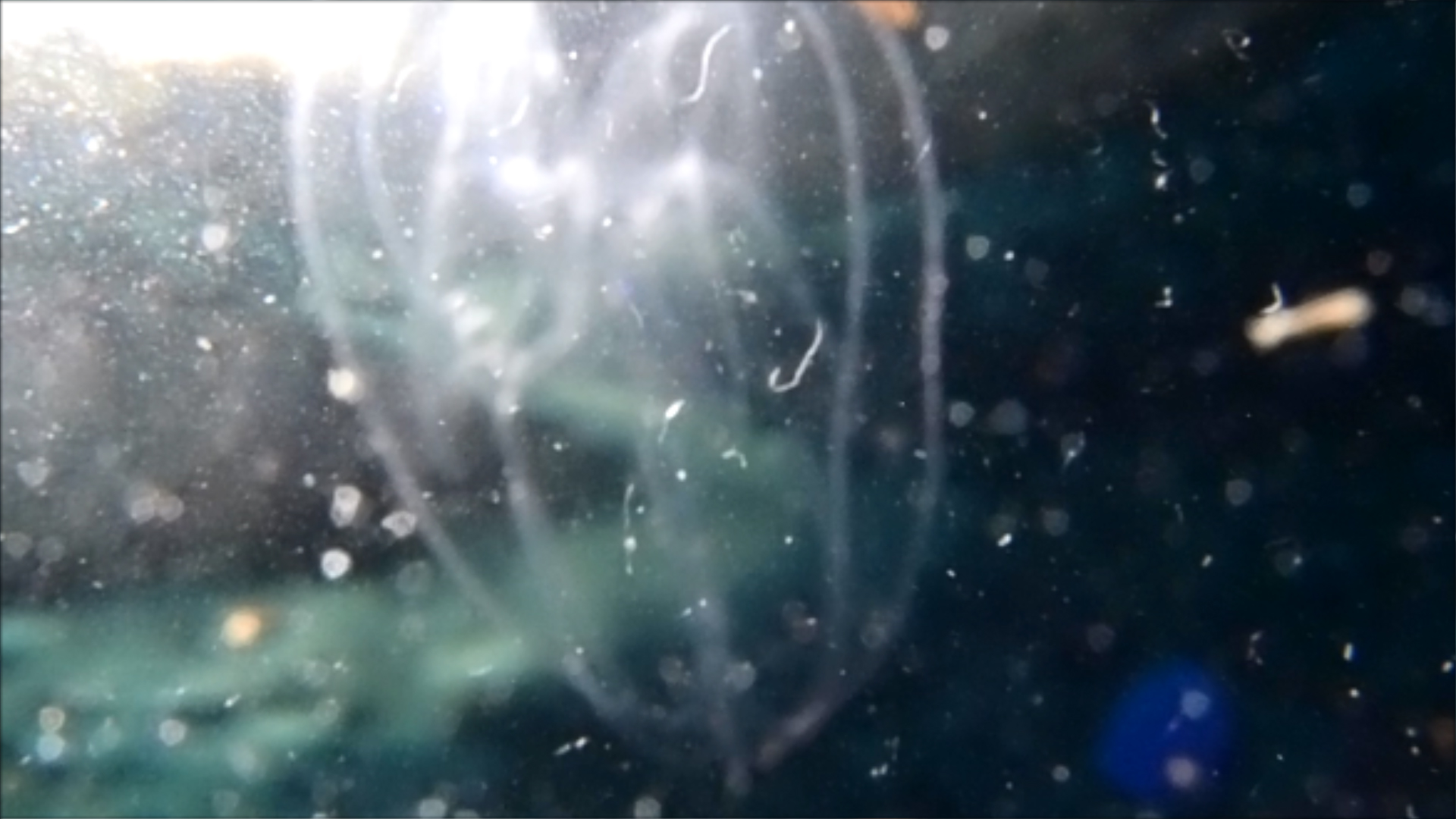 2022-04-14 Am Strand und im Wasser (Quallenvideo, Stills & Numbers) (Typo Grafik, Video)