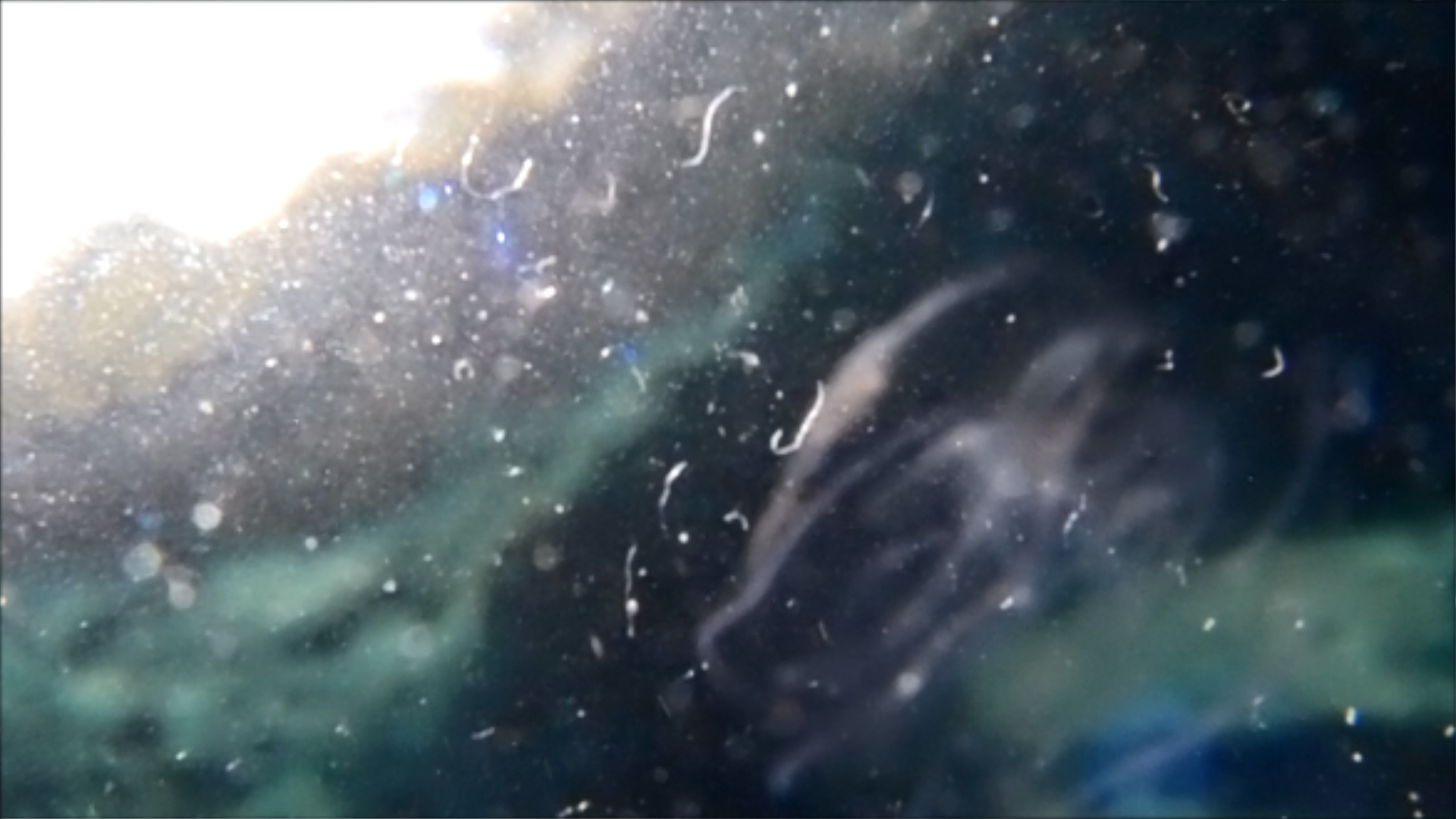 2022-04-14 Am Strand und im Wasser (Quallenvideo, Stills & Numbers) (Typo Grafik, Video)