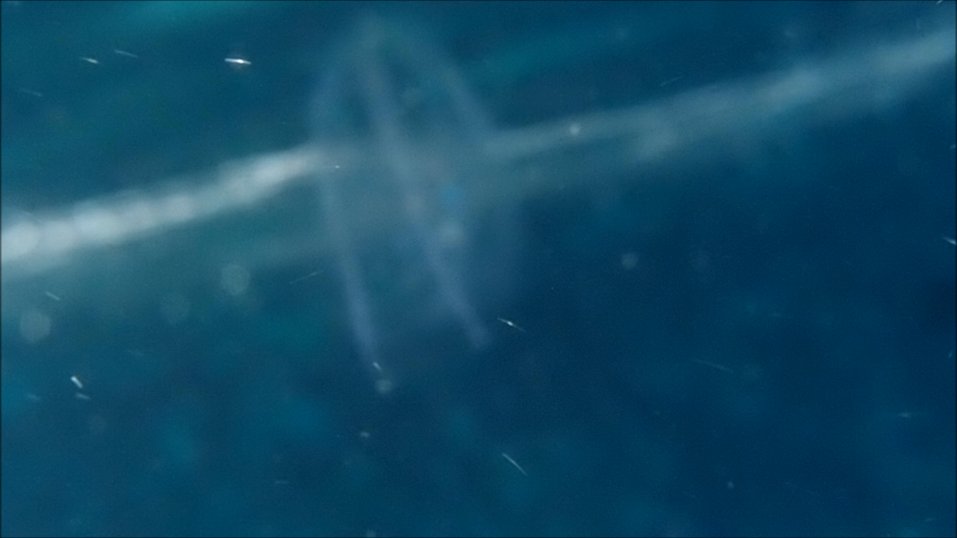 2022-04-14 Am Strand und im Wasser (Quallenvideo, Stills & Numbers) (Typo Grafik, Video)