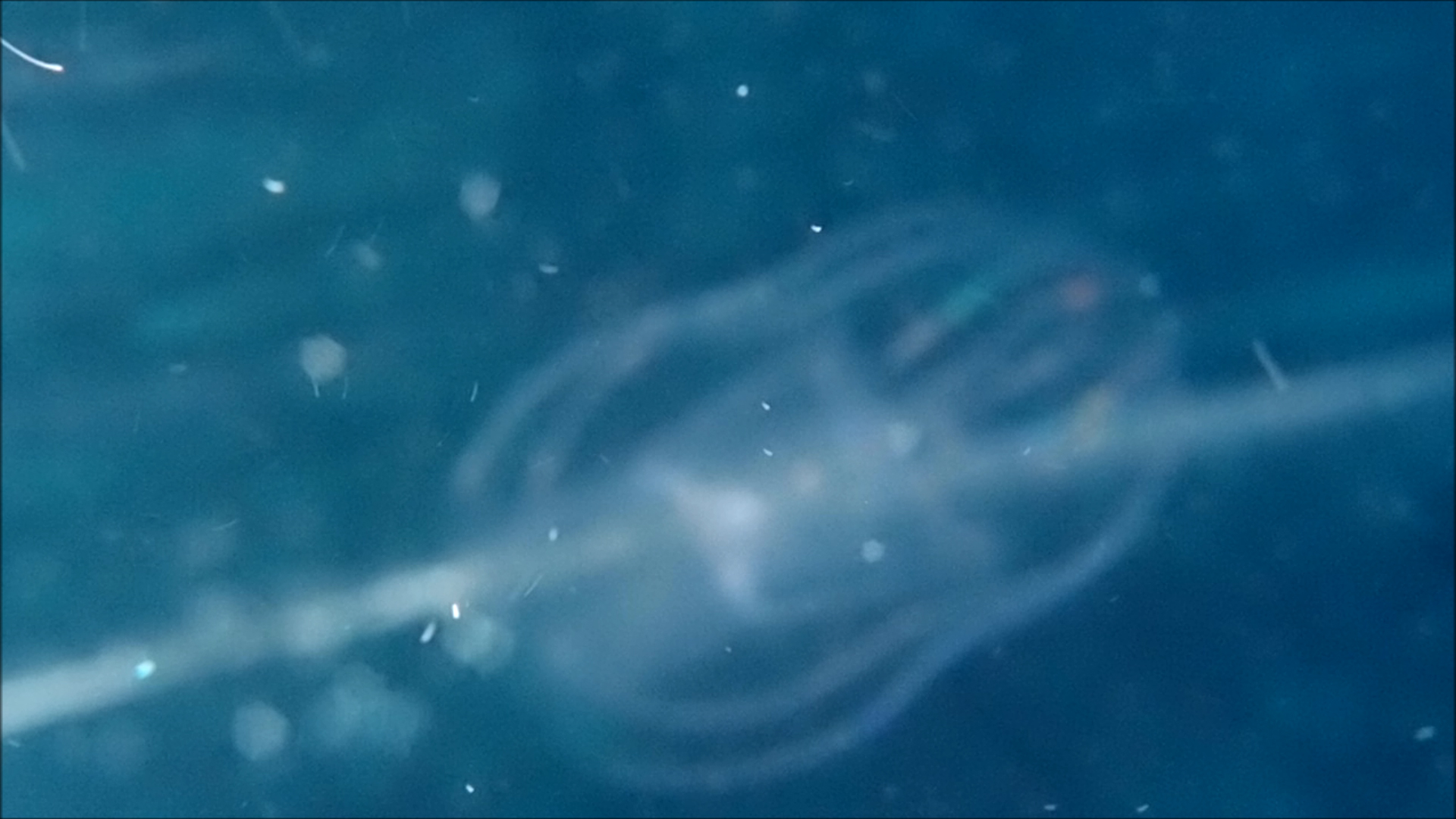 2022-04-14 Am Strand und im Wasser (Quallenvideo, Stills & Numbers) (Typo Grafik, Video)