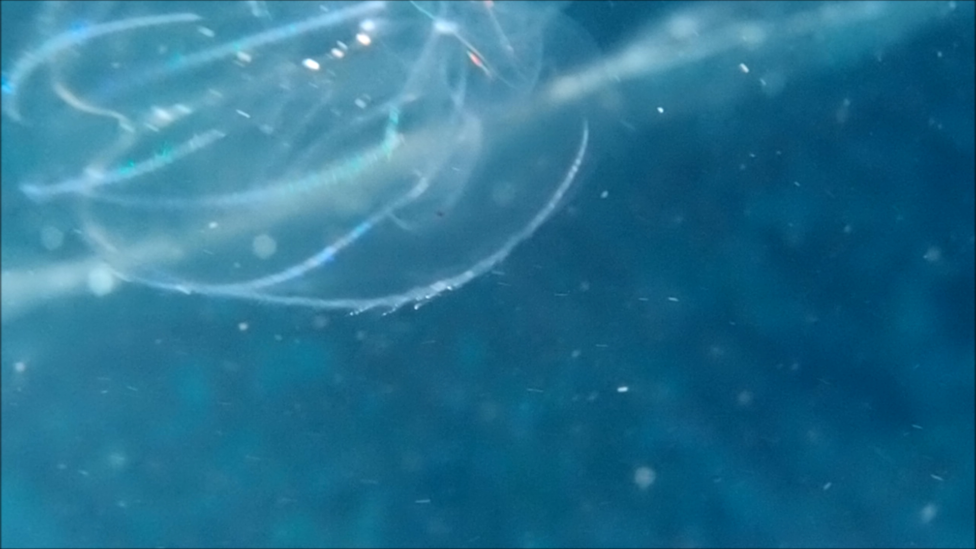 2022-04-14 Am Strand und im Wasser (Quallenvideo, Stills & Numbers) (Typo Grafik, Video)