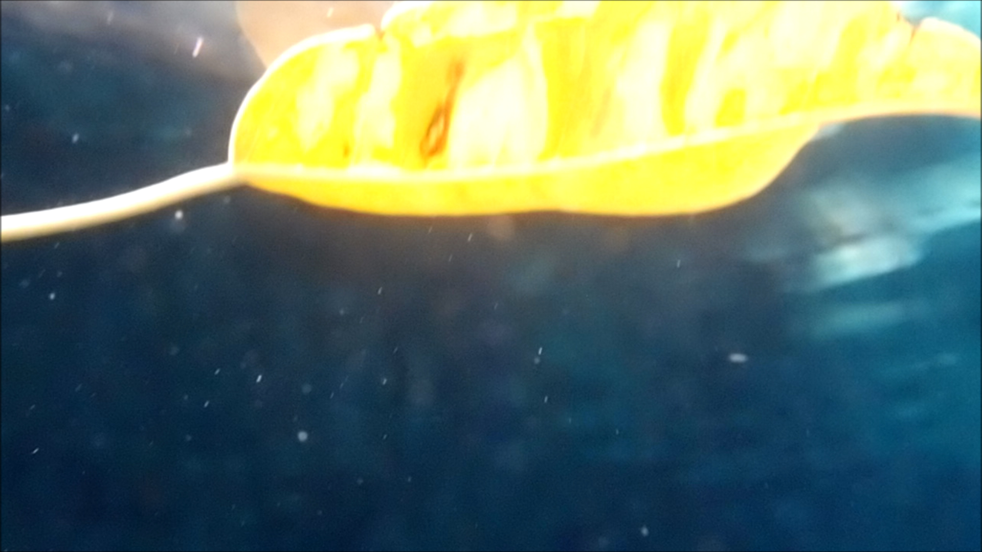 2022-04-14 Am Strand und im Wasser (Quallenvideo, Stills & Numbers) (Typo Grafik, Video)