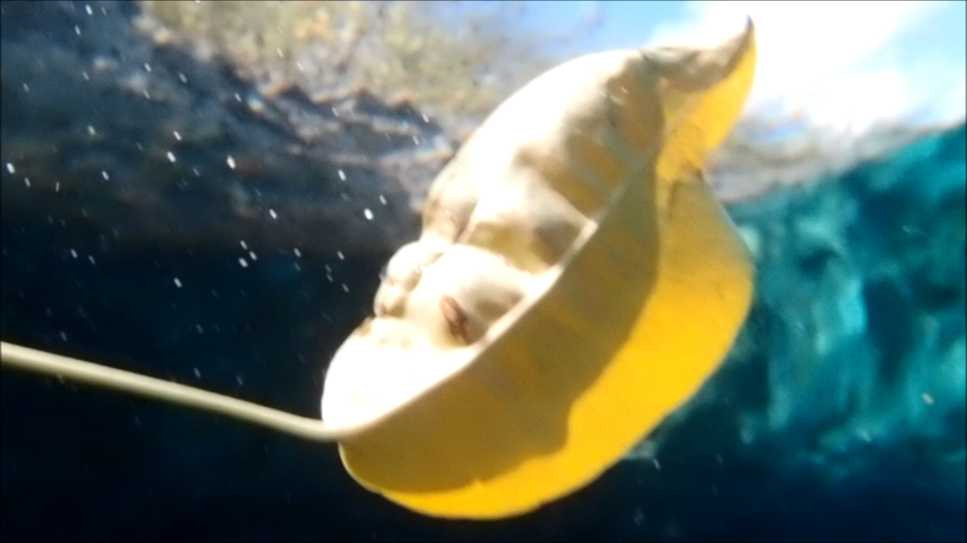 2022-04-14 Am Strand und im Wasser (Quallenvideo, Stills & Numbers) (Typo Grafik, Video)