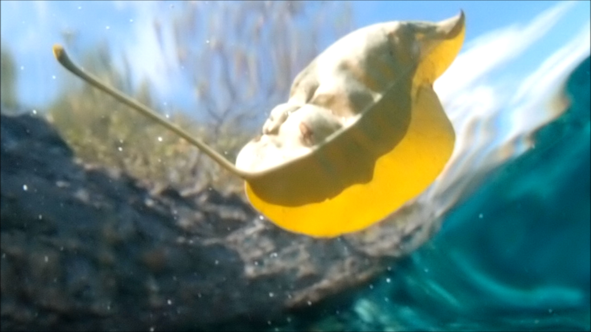 2022-04-14 Am Strand und im Wasser (Quallenvideo, Stills & Numbers) (Typo Grafik, Video)