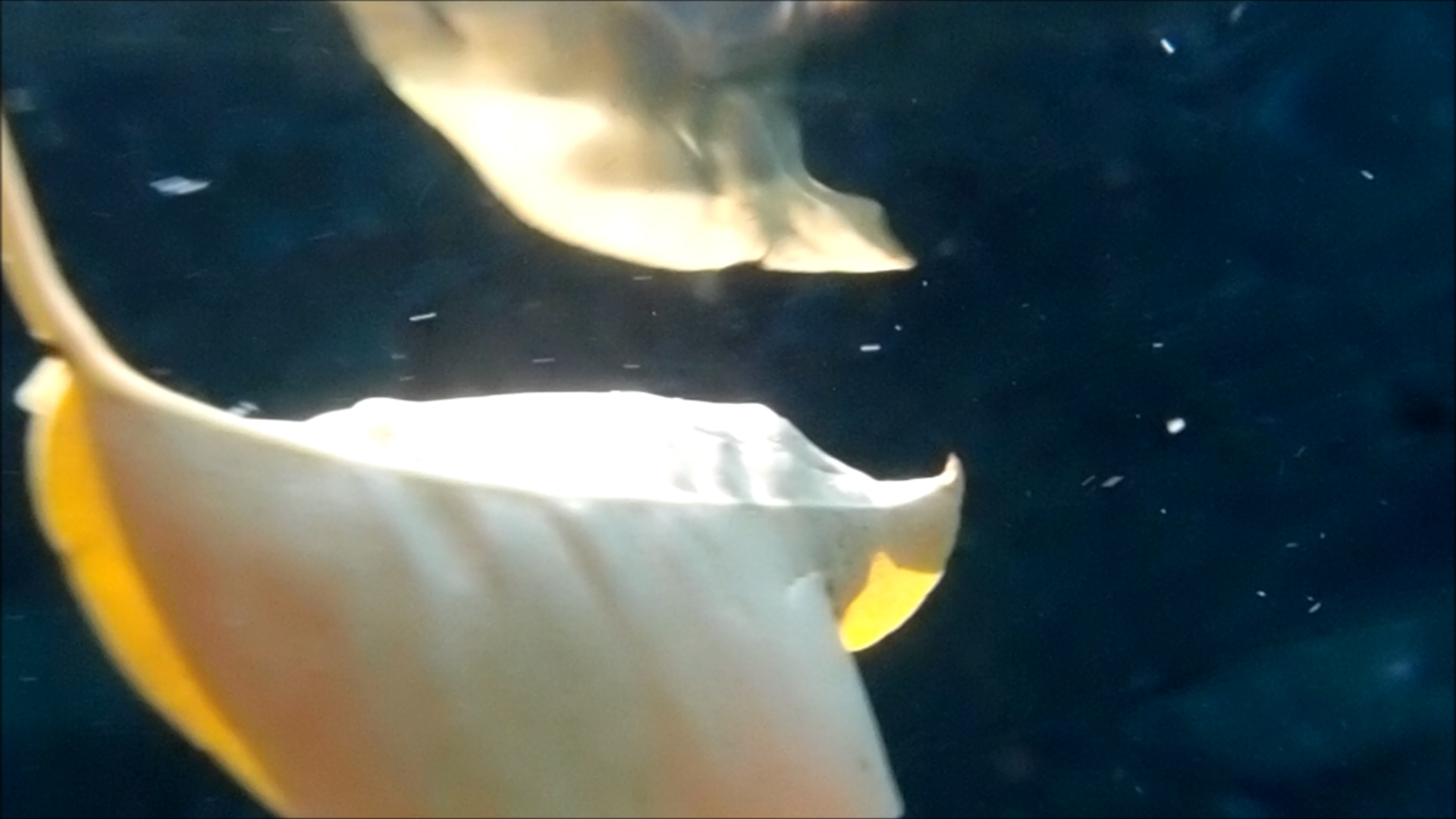 2022-04-14 Am Strand und im Wasser (Quallenvideo, Stills & Numbers) (Typo Grafik, Video)