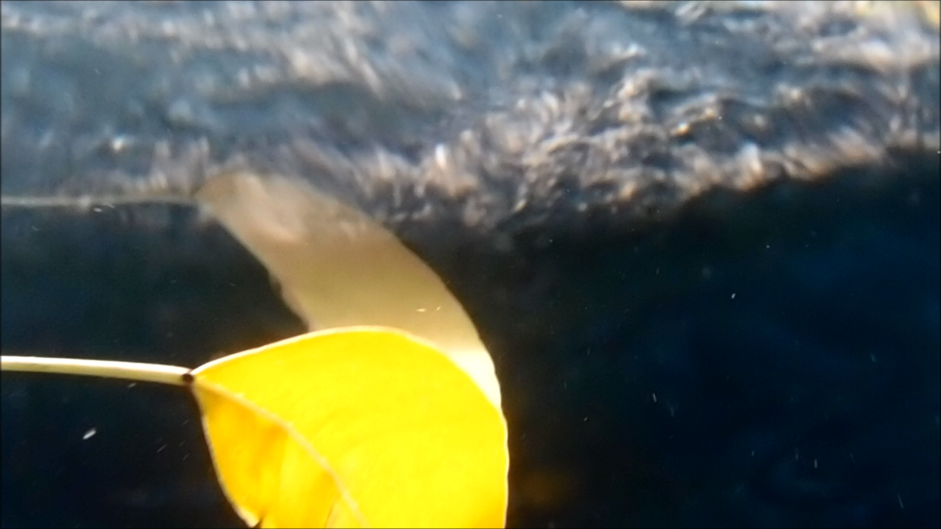 2022-04-14 Am Strand und im Wasser (Quallenvideo, Stills & Numbers) (Typo Grafik, Video)