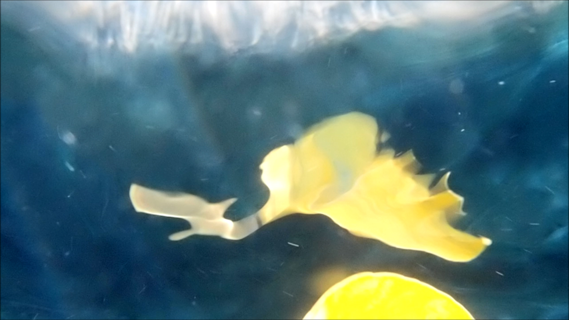 2022-04-14 Am Strand und im Wasser (Quallenvideo, Stills & Numbers) (Typo Grafik, Video)