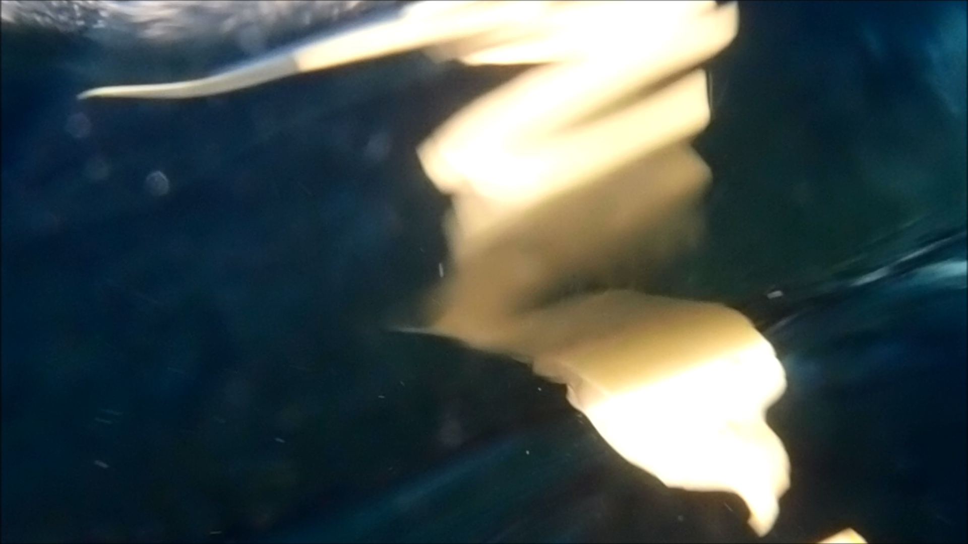 2022-04-14 Am Strand und im Wasser (Quallenvideo, Stills & Numbers) (Typo Grafik, Video)