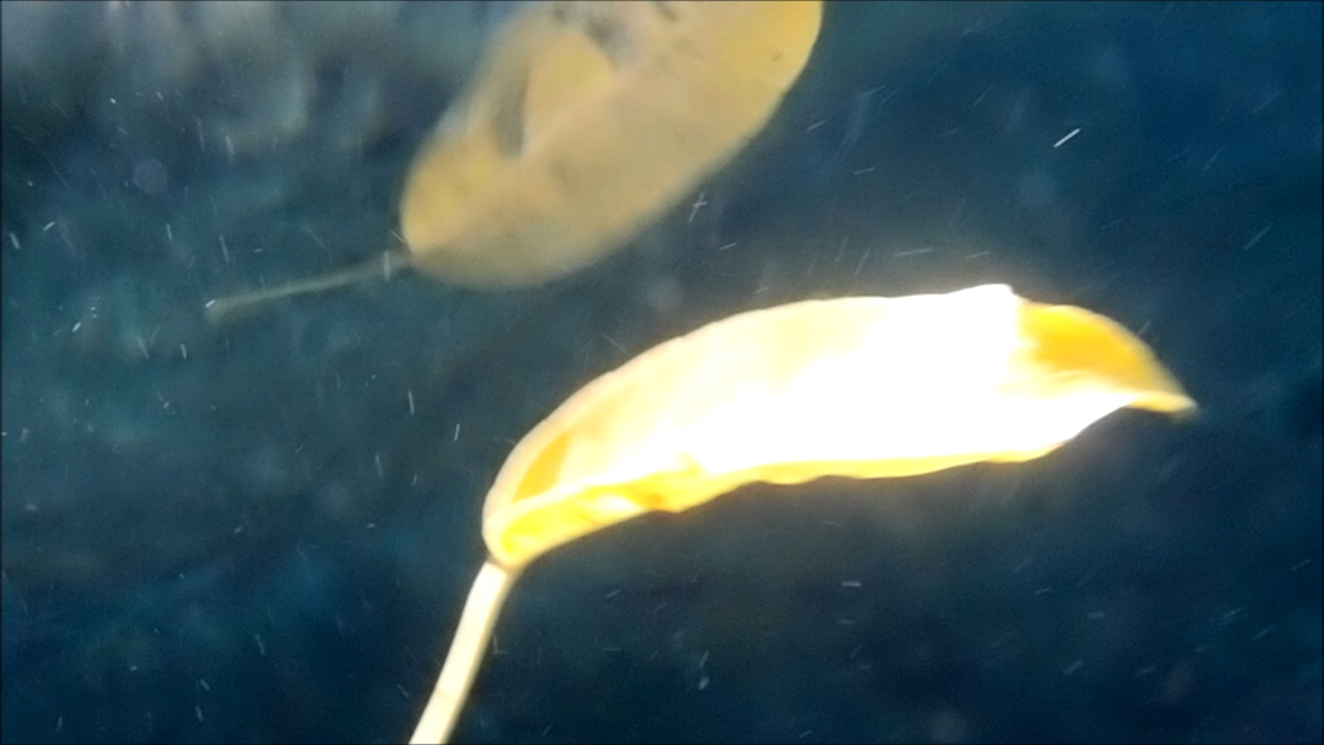 2022-04-14 Am Strand und im Wasser (Quallenvideo, Stills & Numbers) (Typo Grafik, Video)