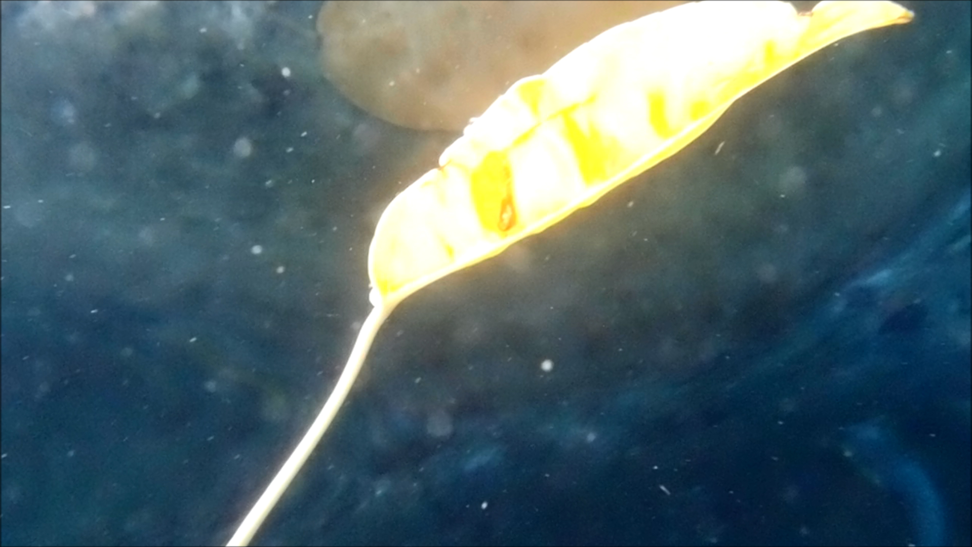 2022-04-14 Am Strand und im Wasser (Quallenvideo, Stills & Numbers) (Typo Grafik, Video)