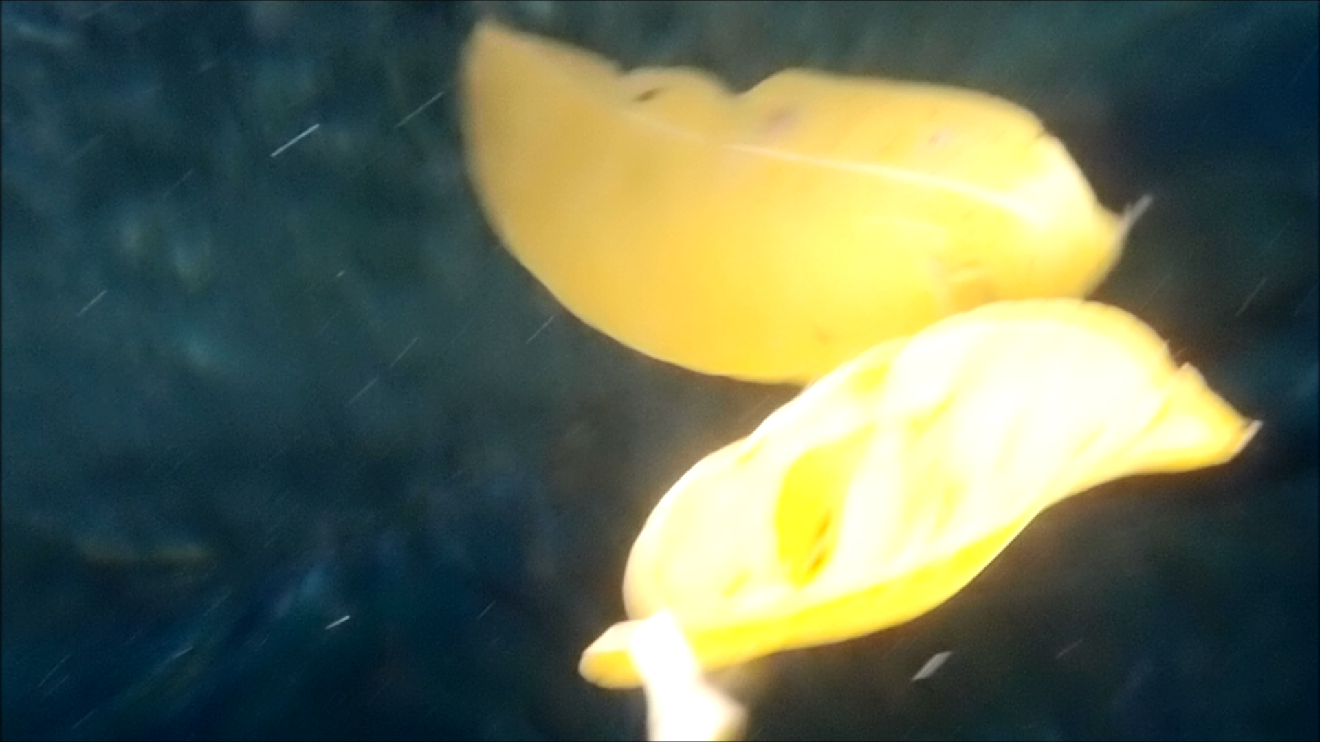 2022-04-14 Am Strand und im Wasser (Quallenvideo, Stills & Numbers) (Typo Grafik, Video)