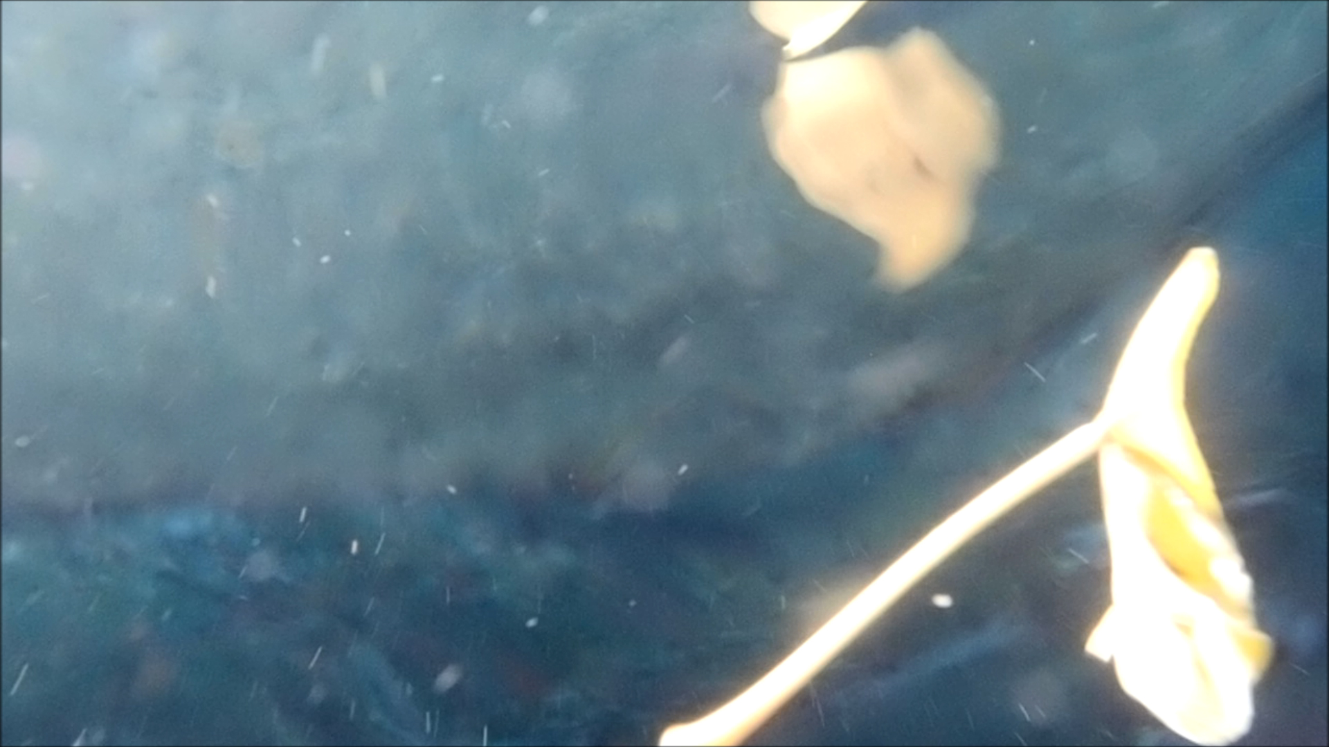 2022-04-14 Am Strand und im Wasser (Quallenvideo, Stills & Numbers) (Typo Grafik, Video)