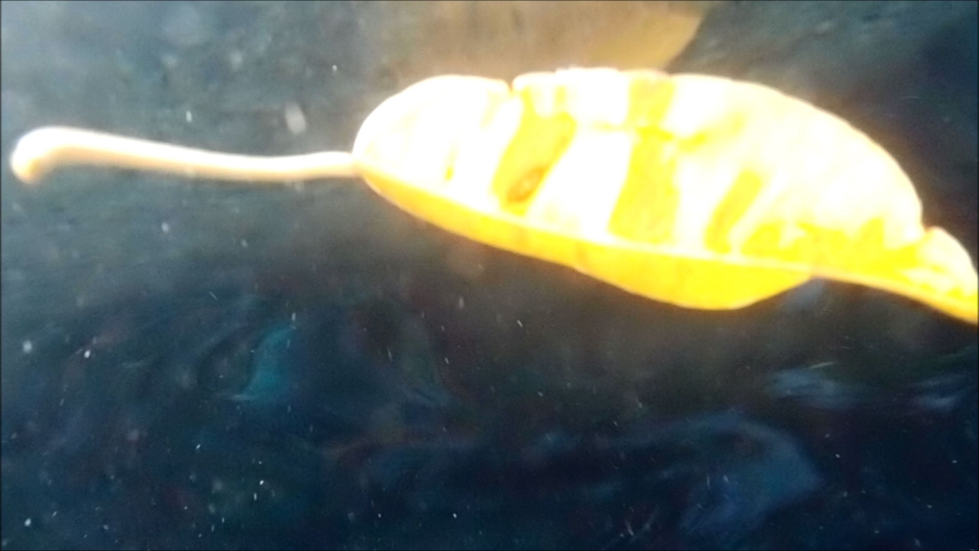 2022-04-14 Am Strand und im Wasser (Quallenvideo, Stills & Numbers) (Typo Grafik, Video)