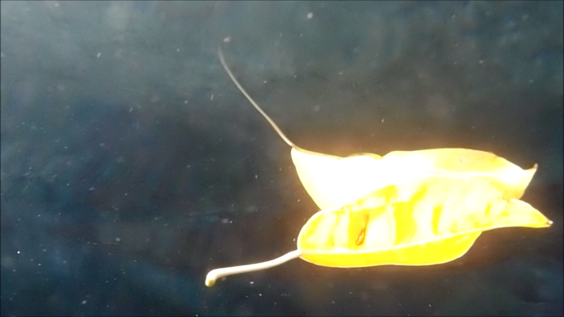 2022-04-14 Am Strand und im Wasser (Quallenvideo, Stills & Numbers) (Typo Grafik, Video)