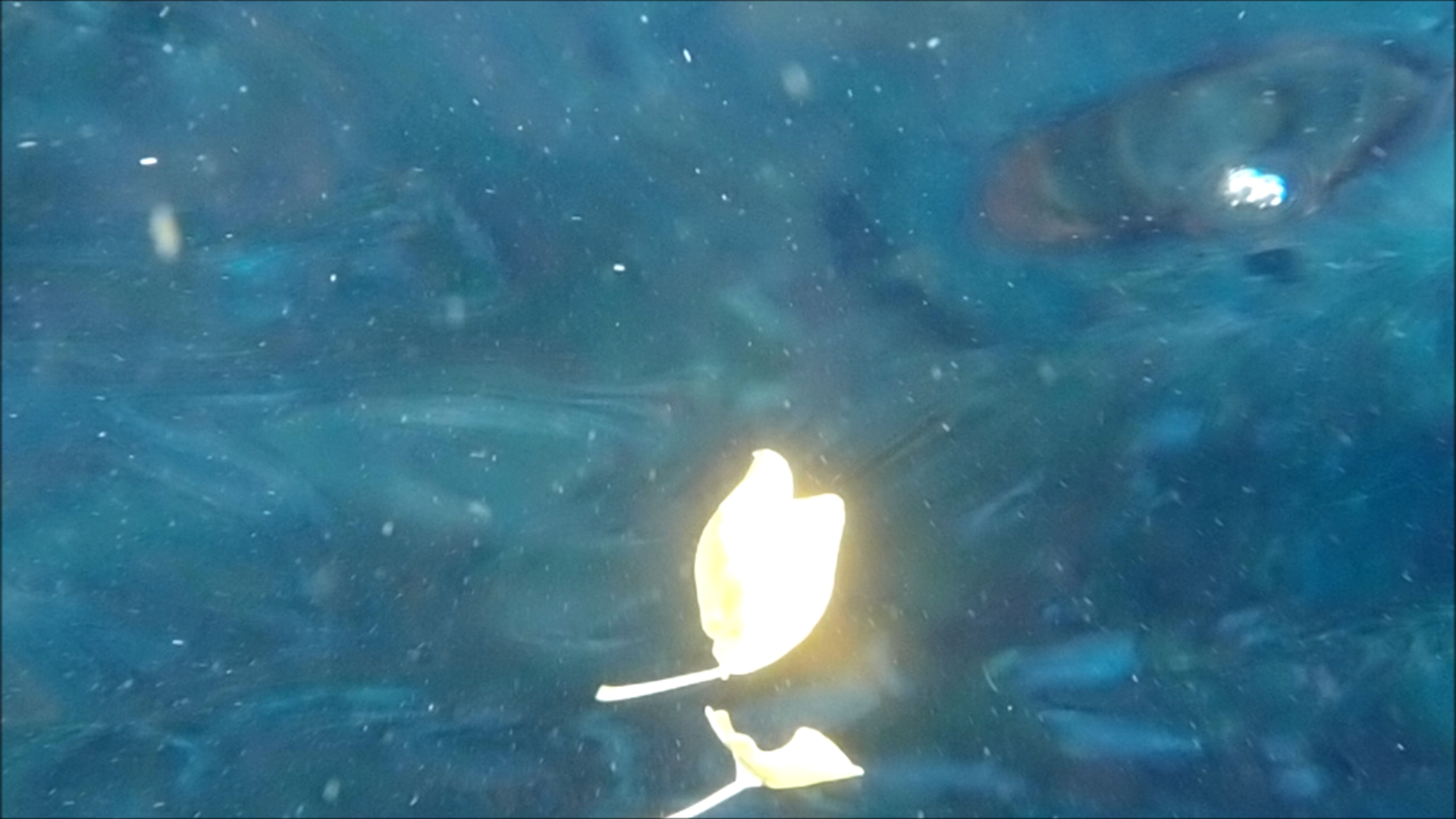 2022-04-14 Am Strand und im Wasser (Quallenvideo, Stills & Numbers) (Typo Grafik, Video)