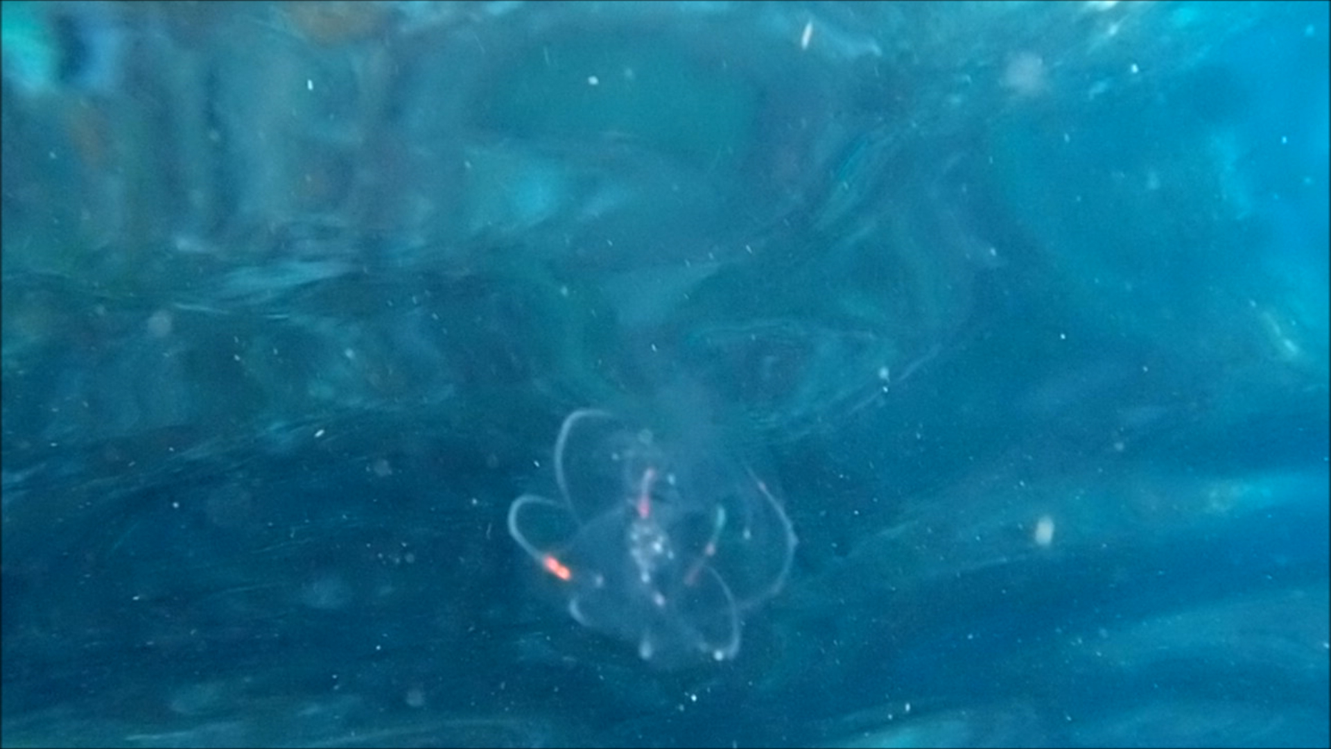 2022-04-14 Am Strand und im Wasser (Quallenvideo, Stills & Numbers) (Typo Grafik, Video)