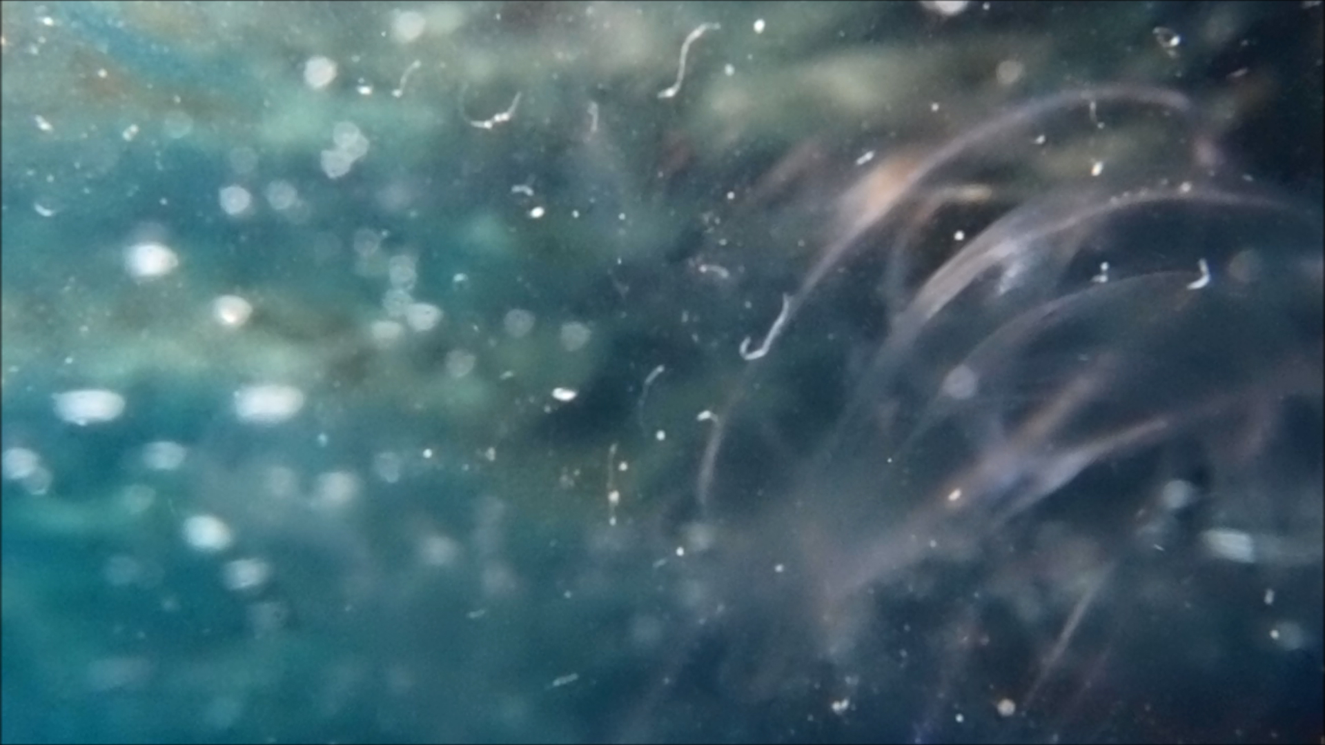 2022-04-14 Am Strand und im Wasser (Quallenvideo, Stills & Numbers) (Typo Grafik, Video)