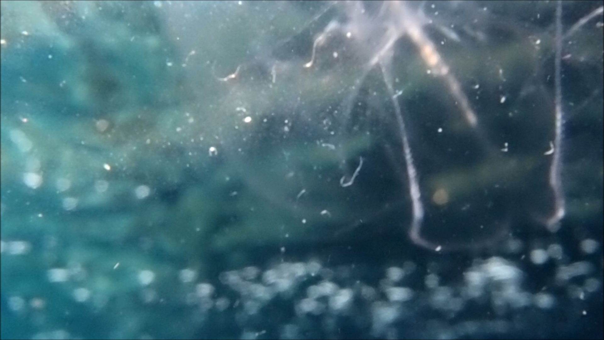 2022-04-14 Am Strand und im Wasser (Quallenvideo, Stills & Numbers) (Typo Grafik, Video)