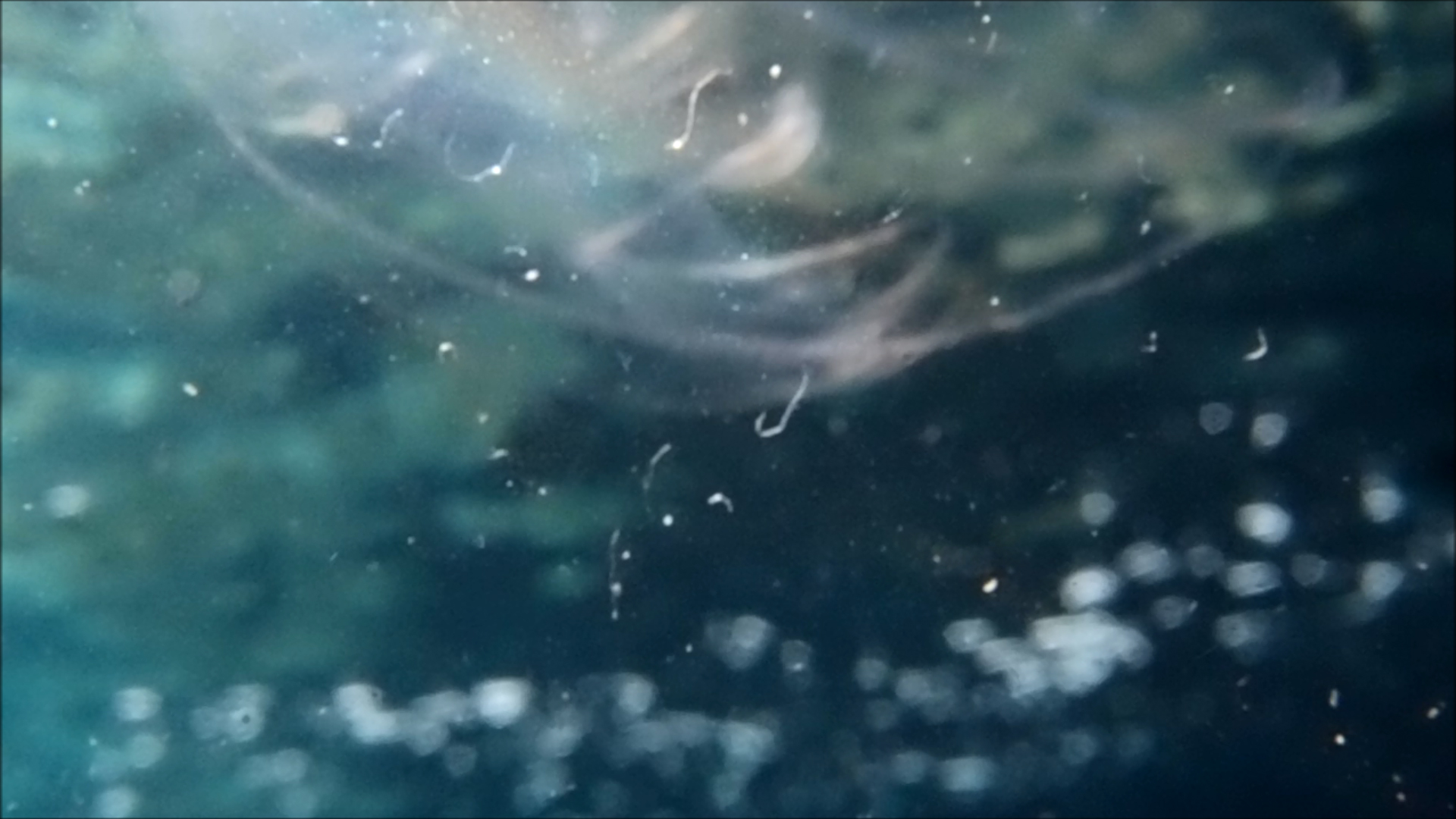 2022-04-14 Am Strand und im Wasser (Quallenvideo, Stills & Numbers) (Typo Grafik, Video)