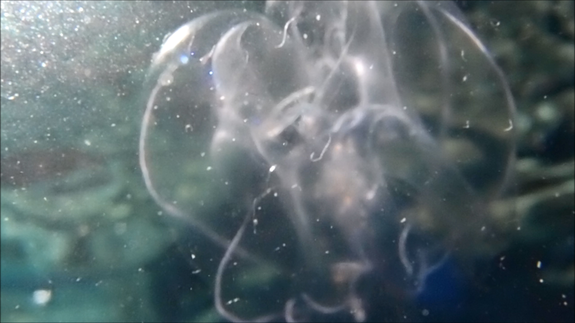 2022-04-14 Am Strand und im Wasser (Quallenvideo, Stills & Numbers) (Typo Grafik, Video)