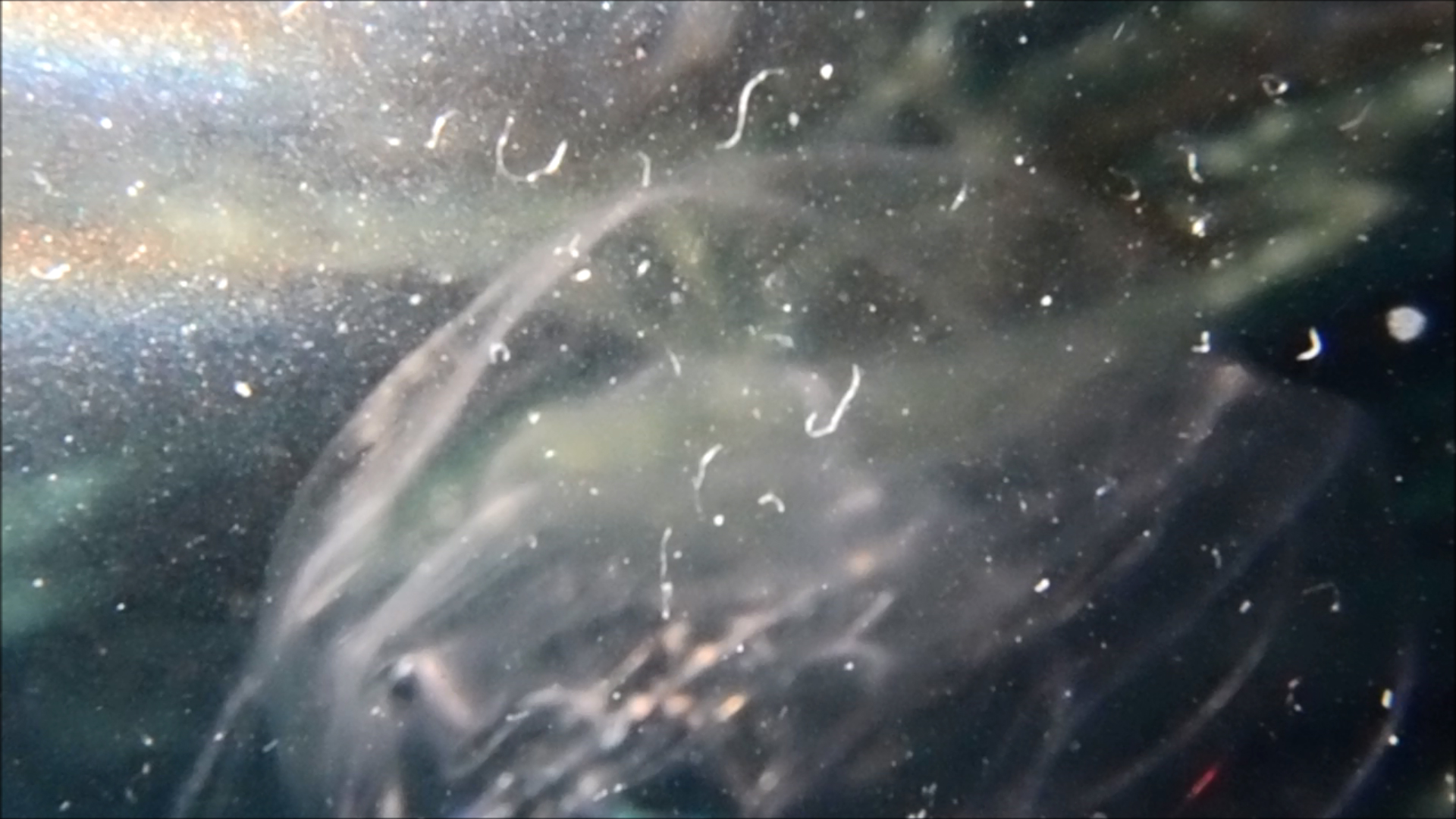 2022-04-14 Am Strand und im Wasser (Quallenvideo, Stills & Numbers) (Typo Grafik, Video)