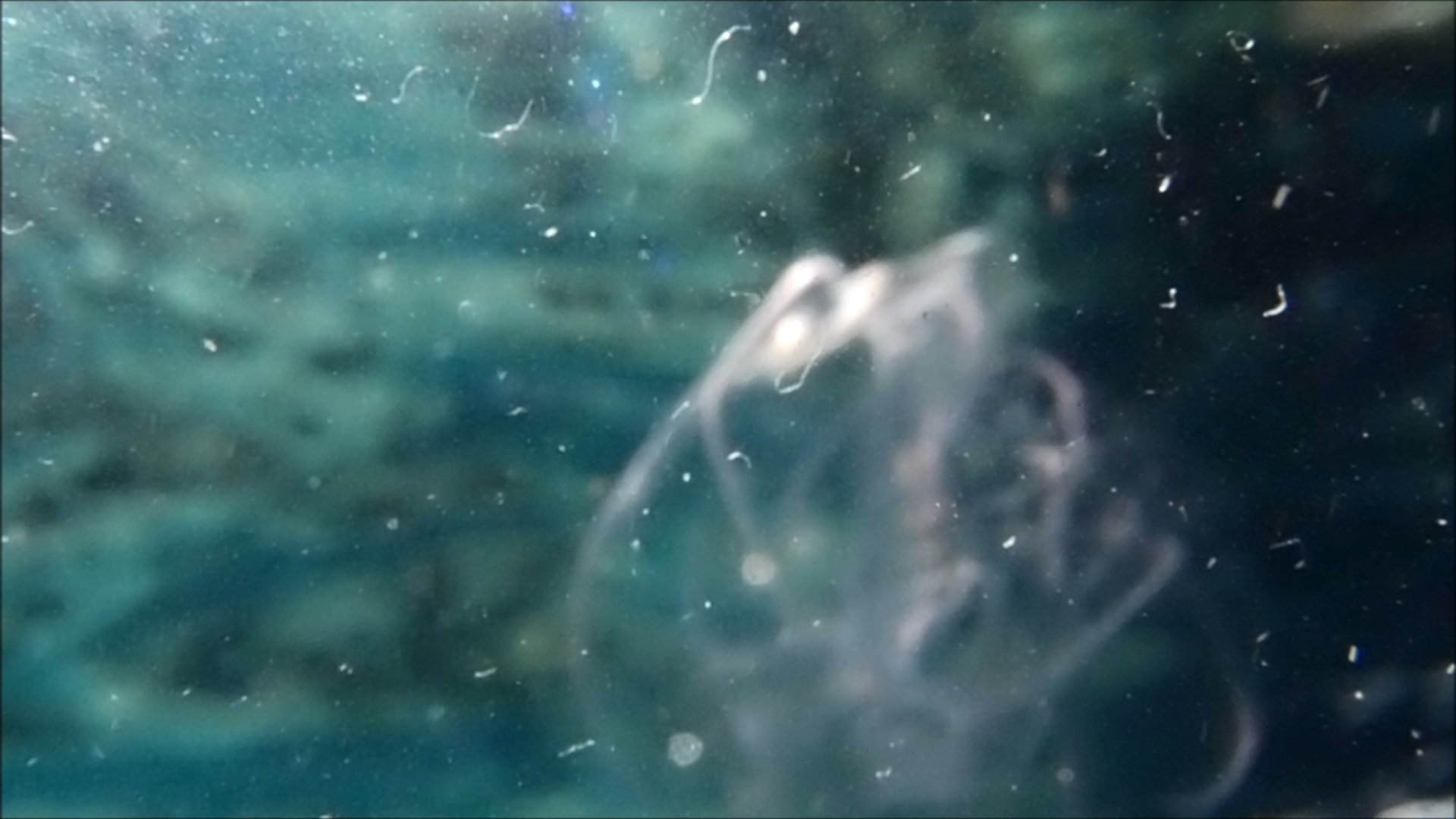 2022-04-14 Am Strand und im Wasser (Quallenvideo, Stills & Numbers) (Typo Grafik, Video)