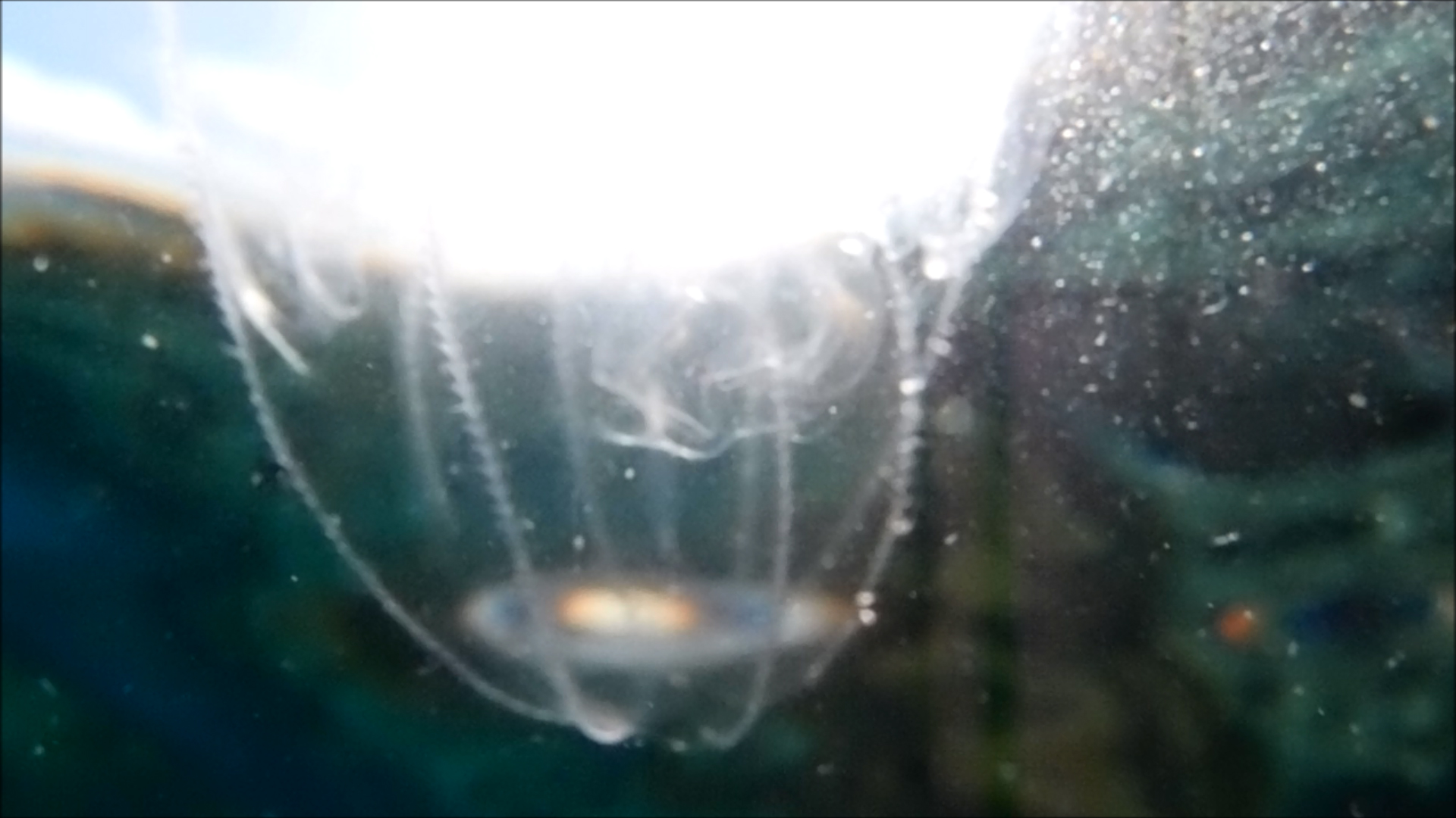 2022-04-14 Am Strand und im Wasser (Quallenvideo, Stills & Numbers) (Typo Grafik, Video)