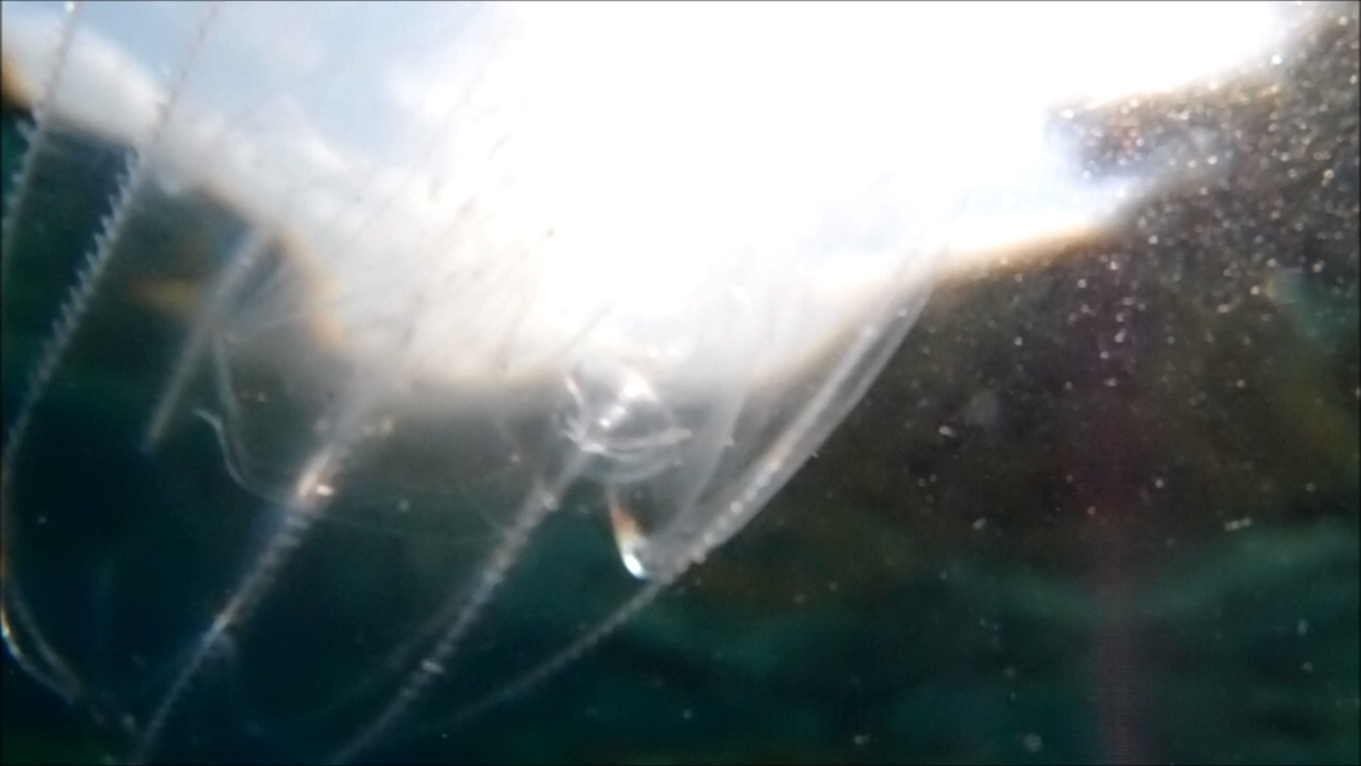 2022-04-14 Am Strand und im Wasser (Quallenvideo, Stills & Numbers) (Typo Grafik, Video)