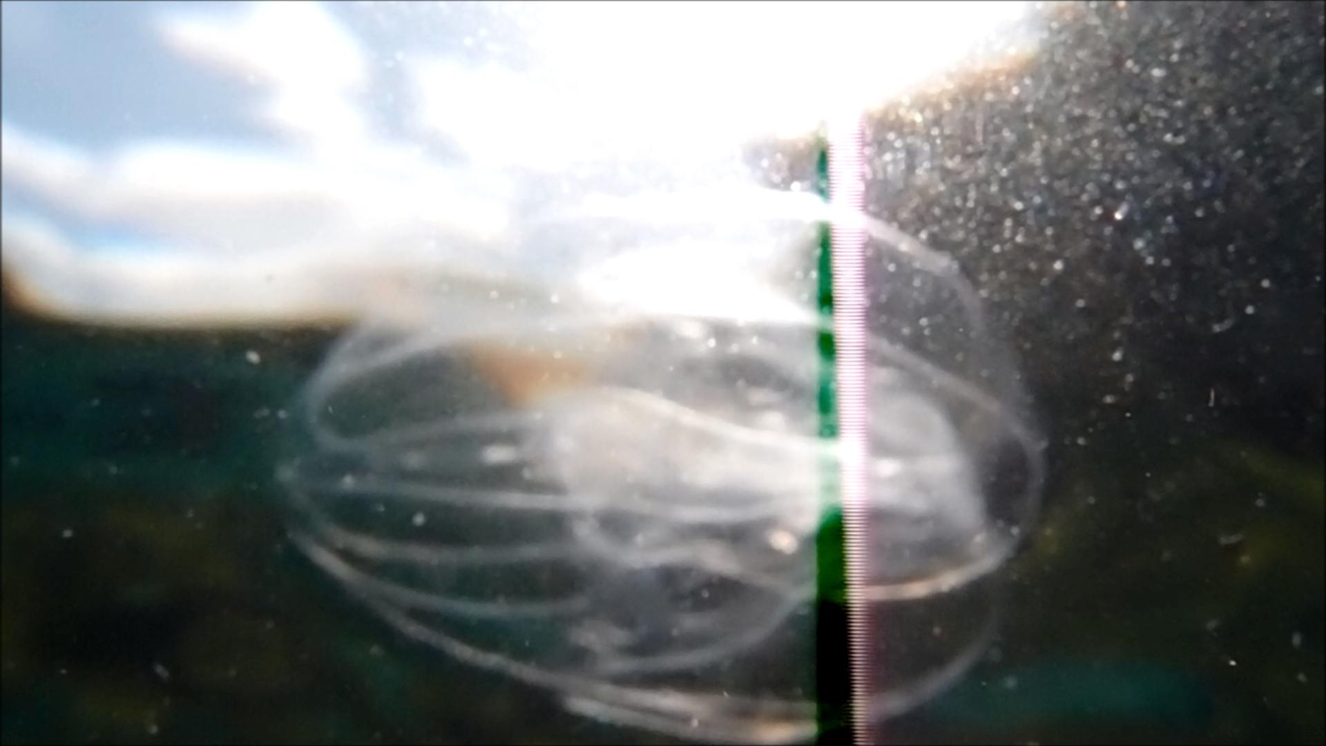 2022-04-14 Am Strand und im Wasser (Quallenvideo, Stills & Numbers) (Typo Grafik, Video)