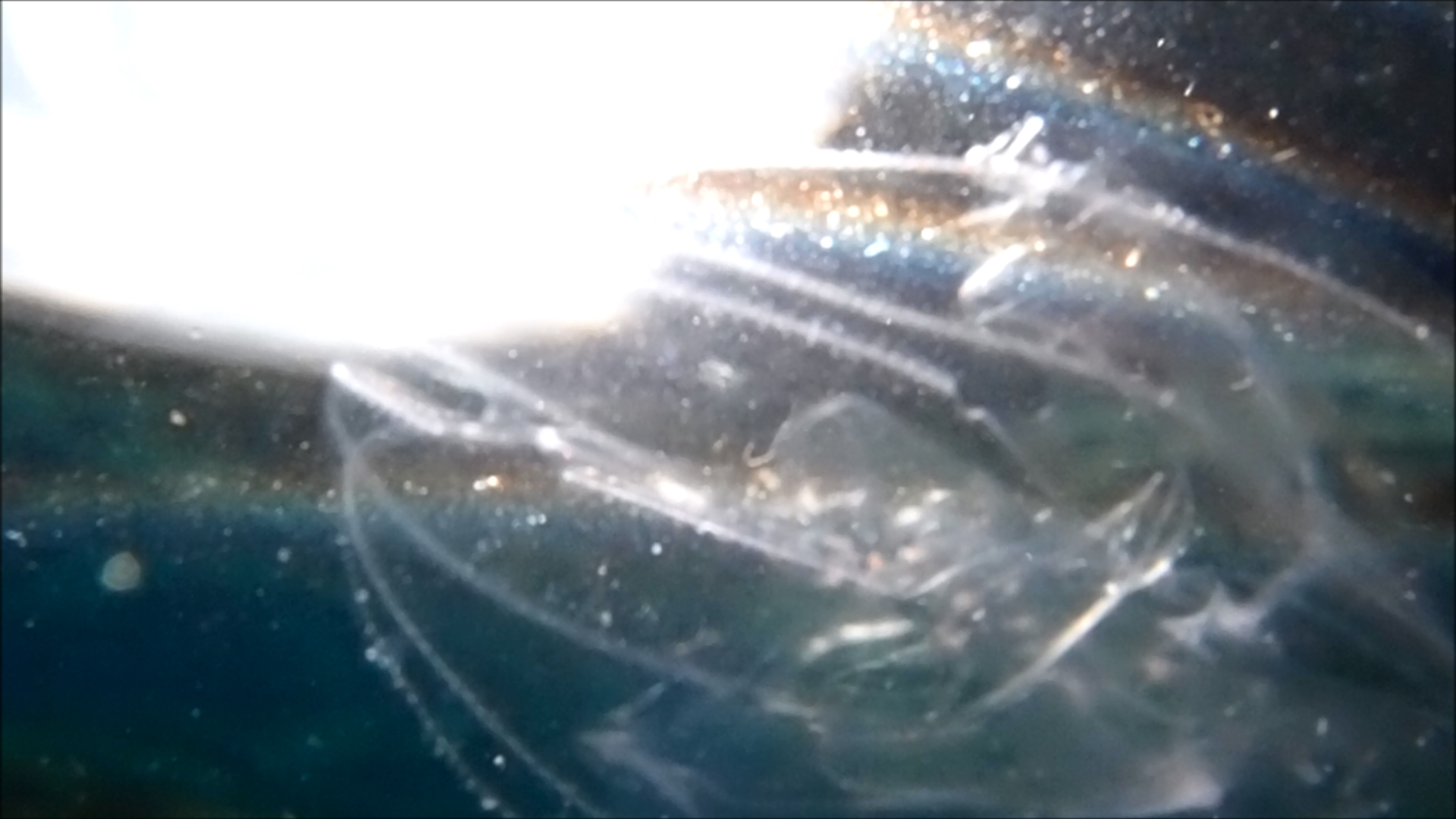 2022-04-14 Am Strand und im Wasser (Quallenvideo, Stills & Numbers) (Typo Grafik, Video)