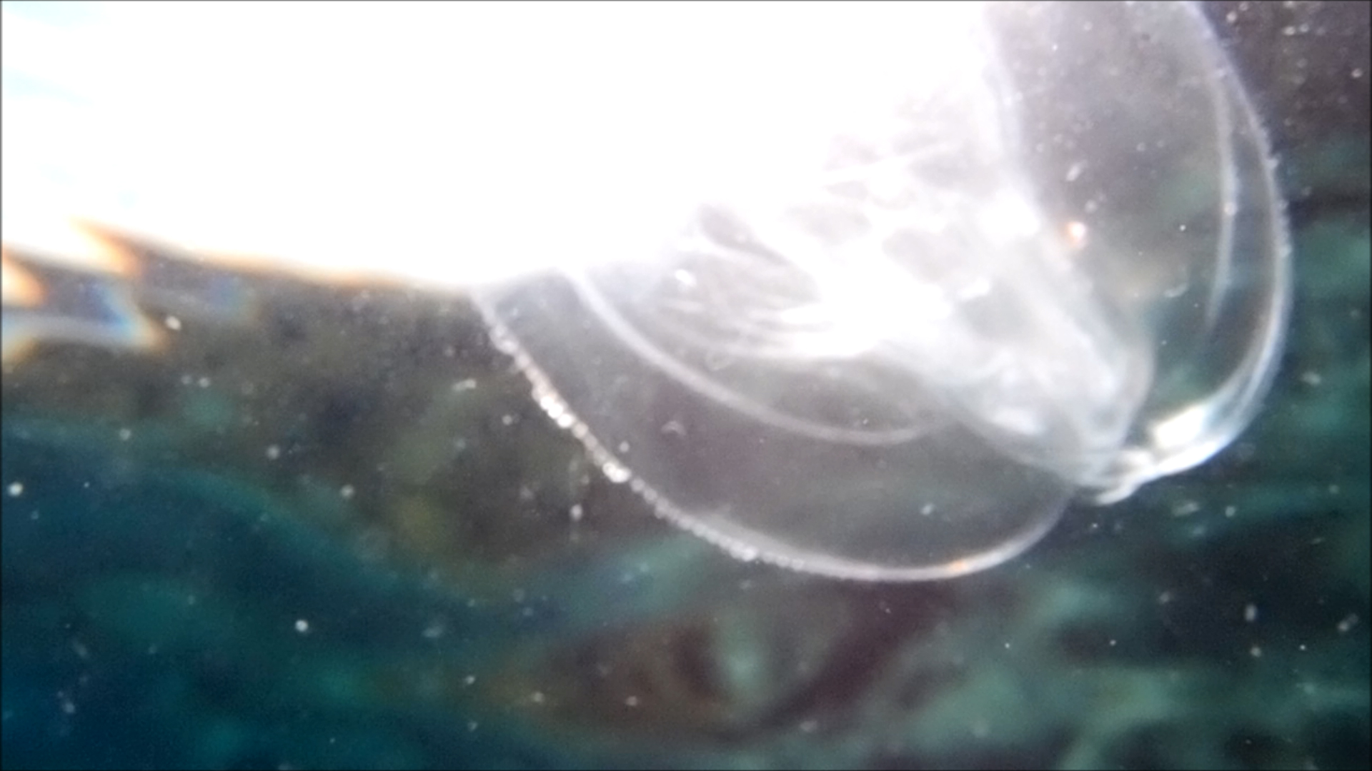 2022-04-14 Am Strand und im Wasser (Quallenvideo, Stills & Numbers) (Typo Grafik, Video)