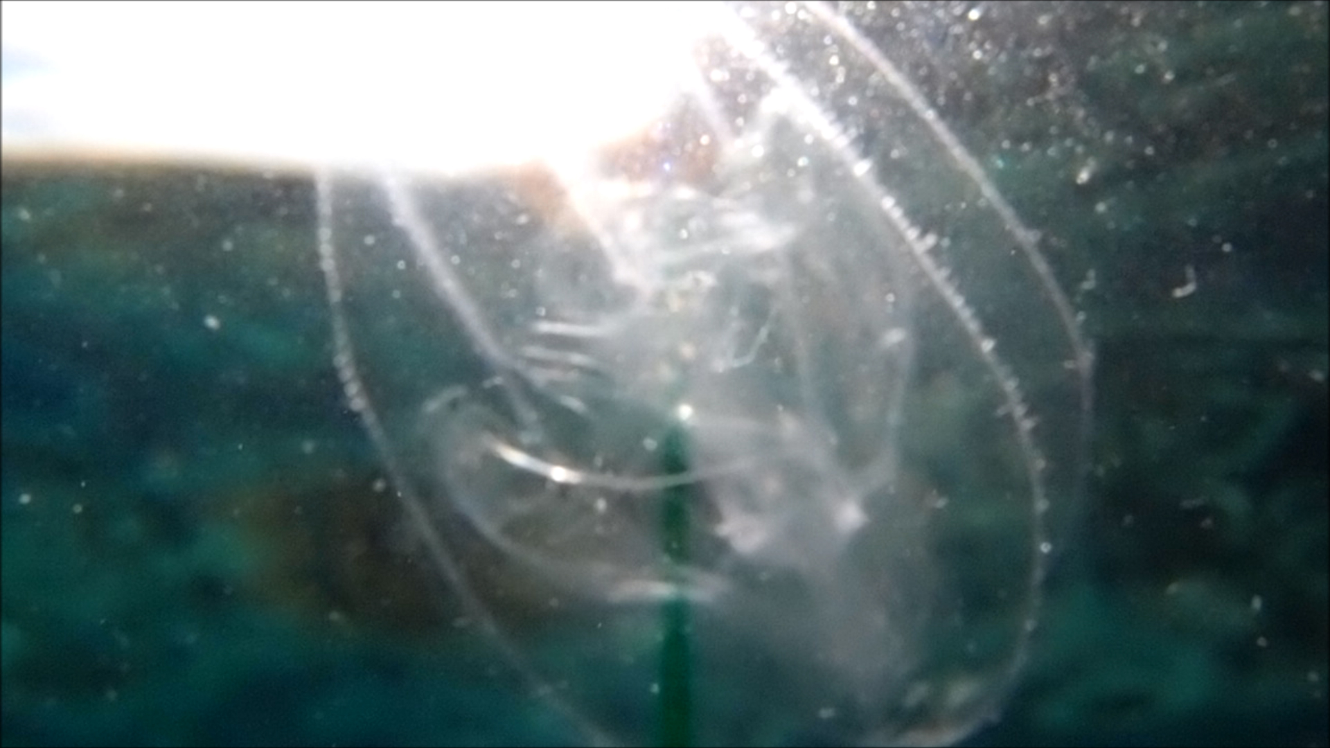 2022-04-14 Am Strand und im Wasser (Quallenvideo, Stills & Numbers) (Typo Grafik, Video)