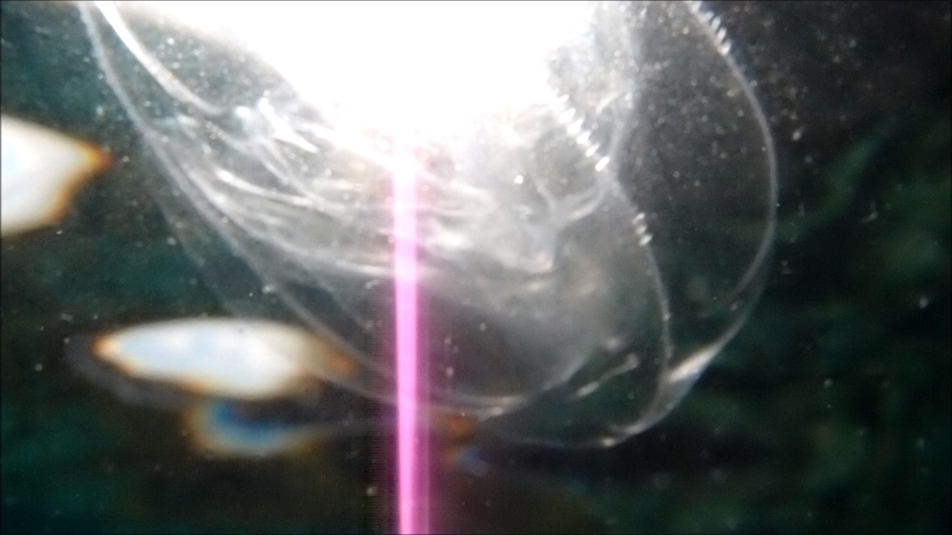 2022-04-14 Am Strand und im Wasser (Quallenvideo, Stills & Numbers) (Typo Grafik, Video)