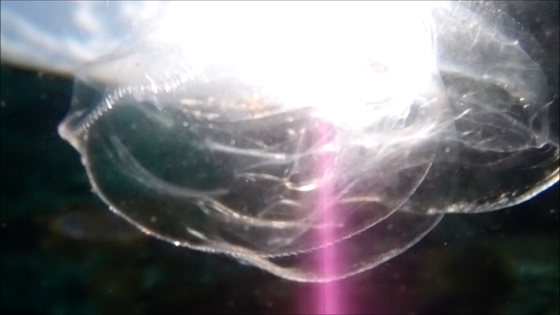 2022-04-14 Am Strand und im Wasser (Quallenvideo, Stills & Numbers) (Typo Grafik, Video)