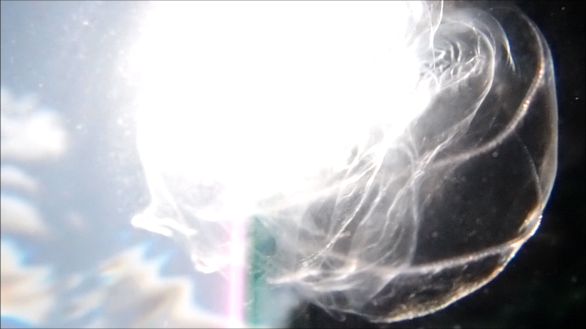 2022-04-14 Am Strand und im Wasser (Quallenvideo, Stills & Numbers) (Typo Grafik, Video)