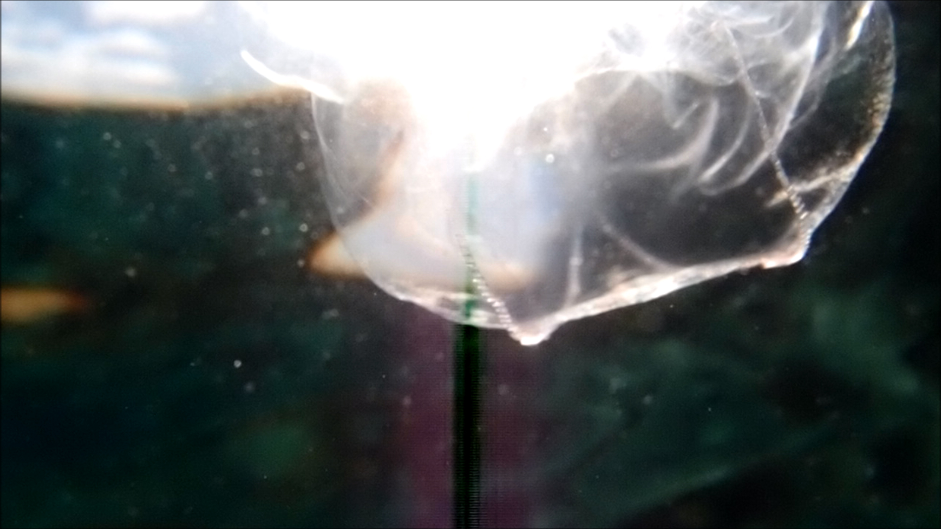 2022-04-14 Am Strand und im Wasser (Quallenvideo, Stills & Numbers) (Typo Grafik, Video)