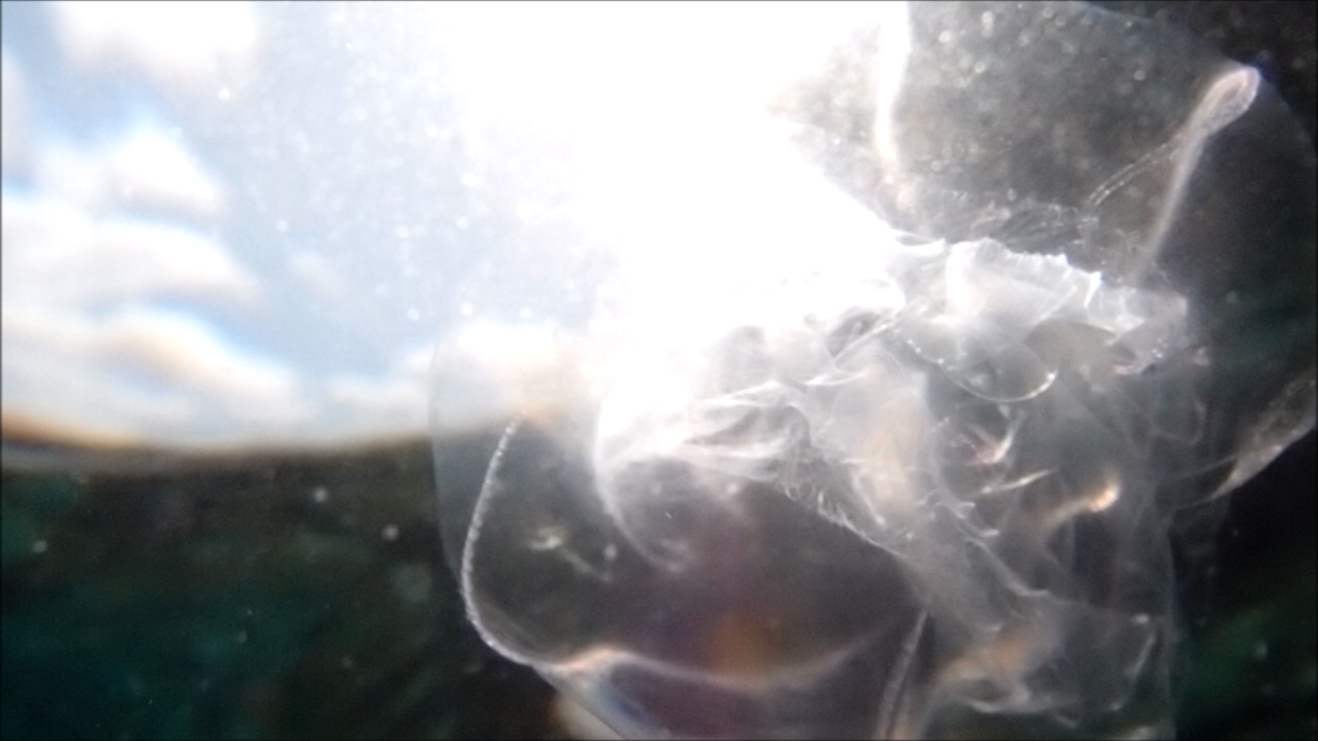 2022-04-14 Am Strand und im Wasser (Quallenvideo, Stills & Numbers) (Typo Grafik, Video)